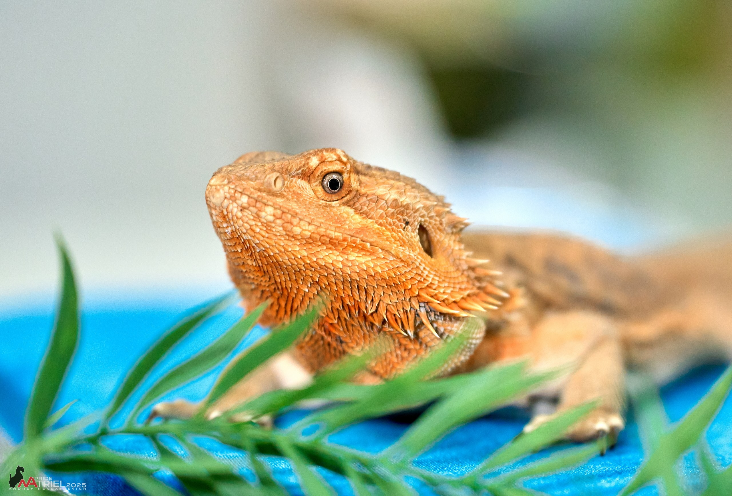 Репортаж с ЗООФЕСТ в Крокусе