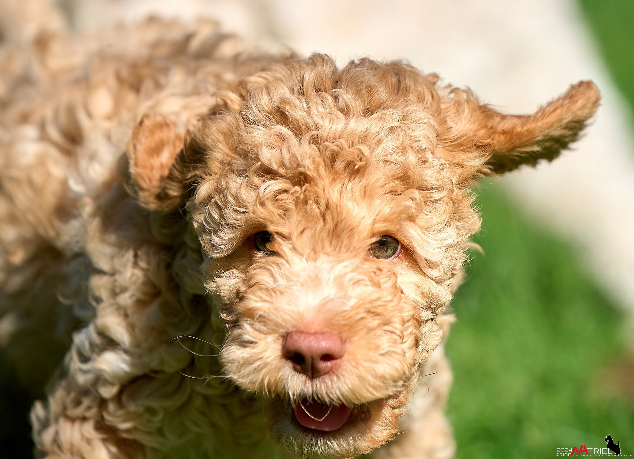 Съемка щенков лаготто на природе