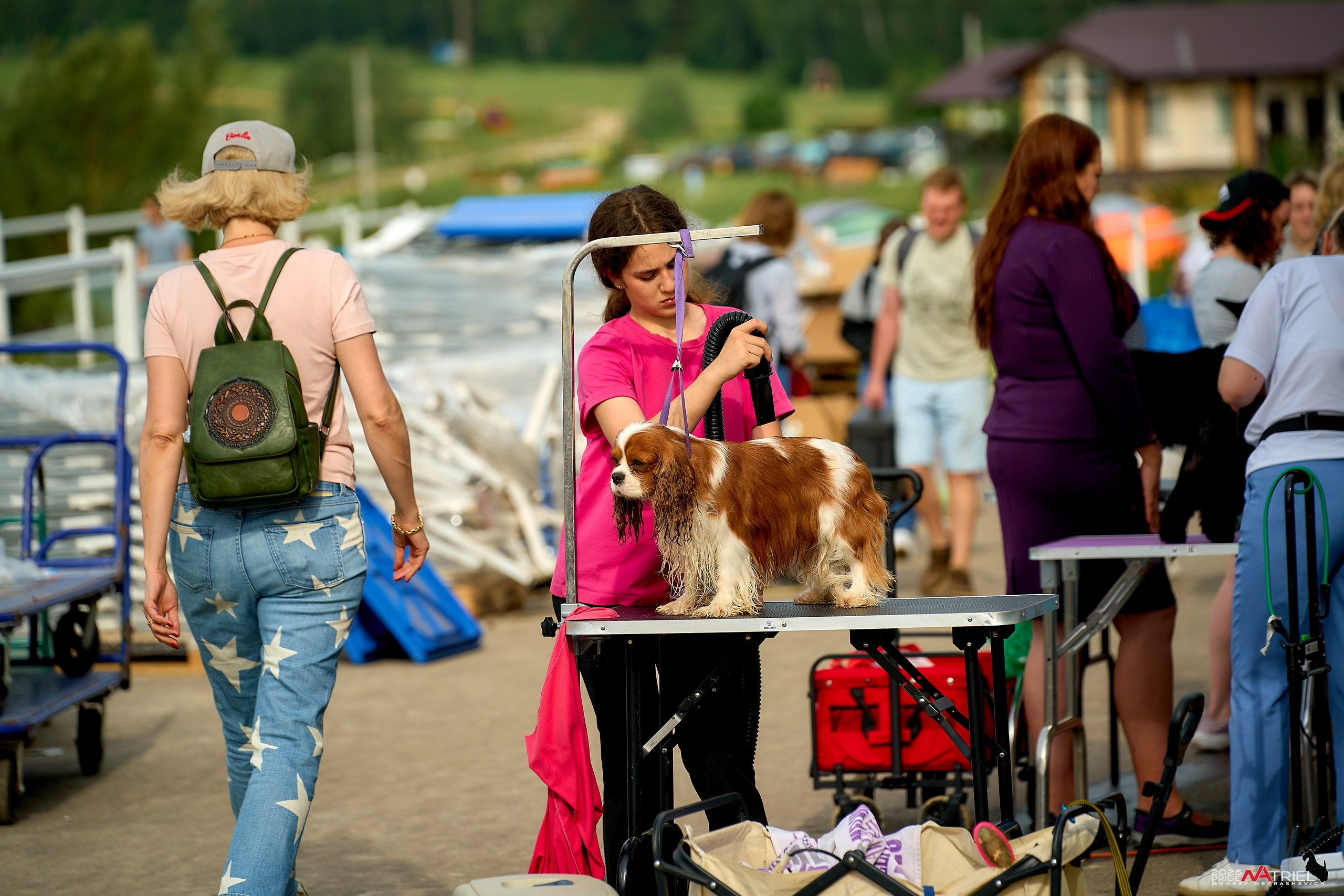 Выставка собак РОССИЯ — 2025