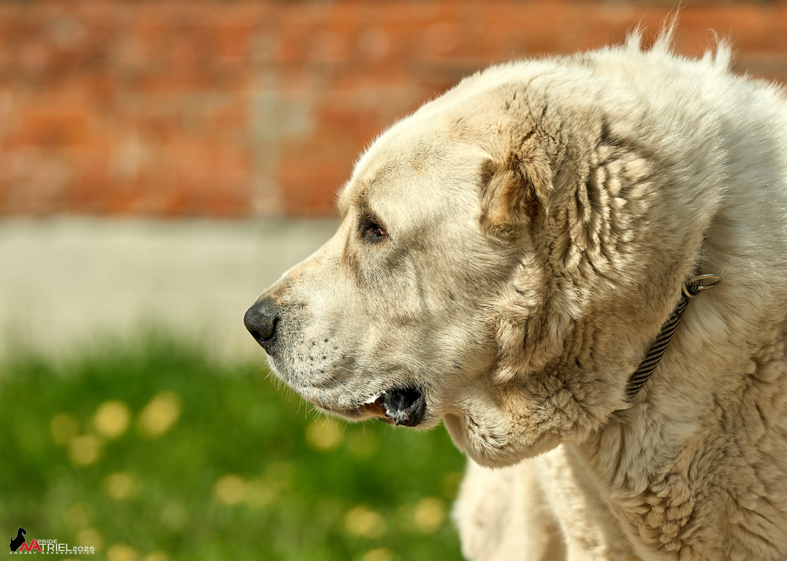 Съемка в питомнике