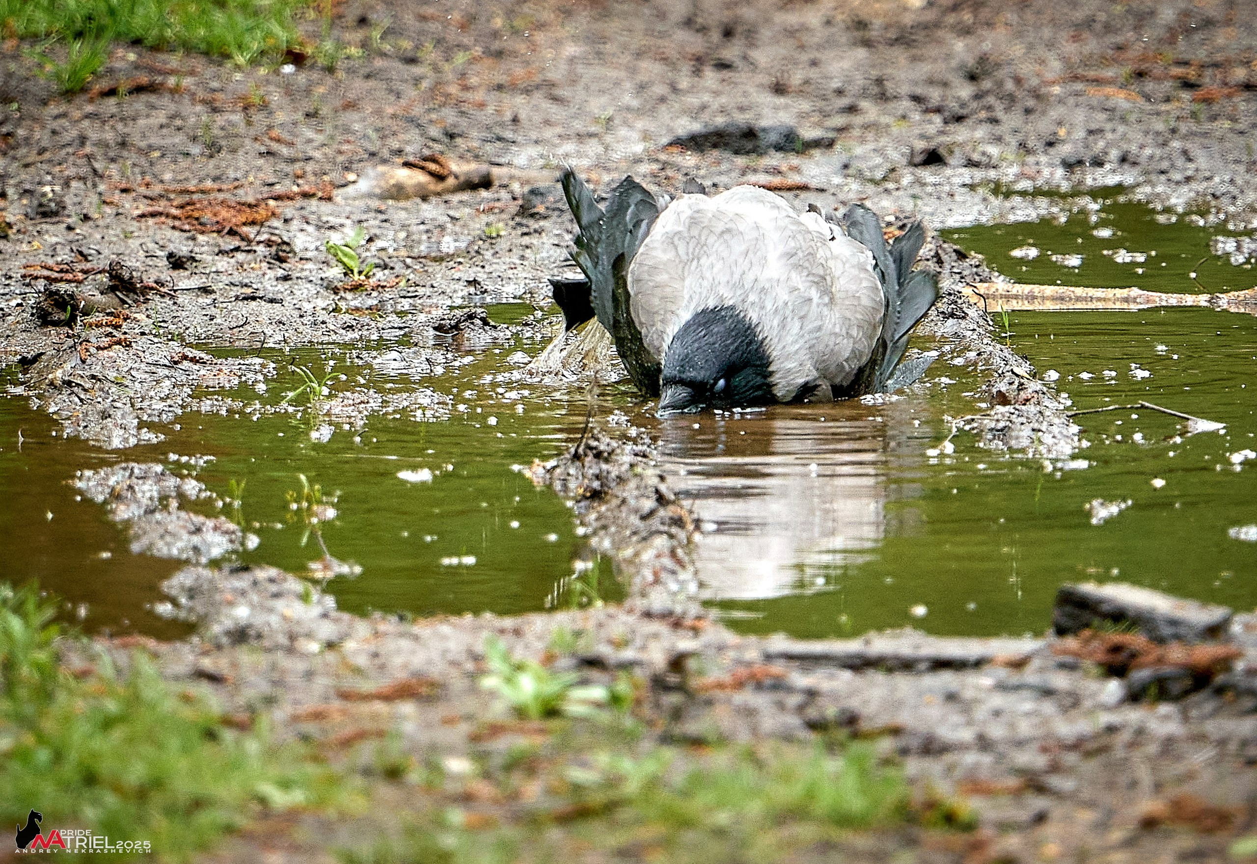 Съемка в майском лесу