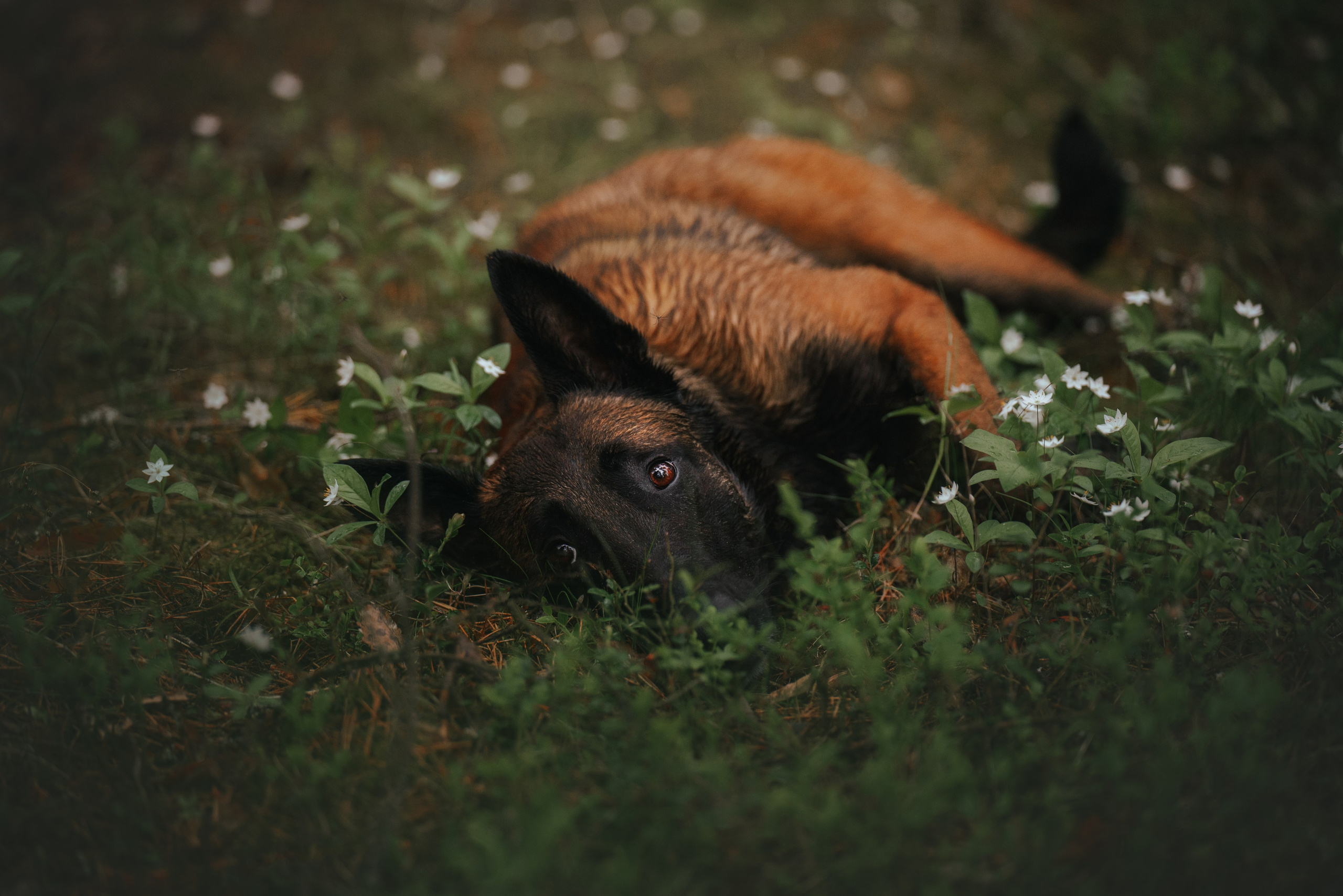 Раш. Фотограф анималист Осипчикова Мария