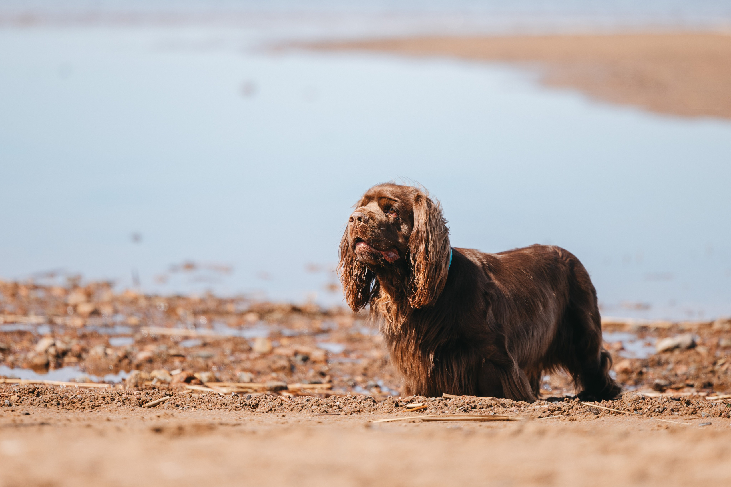 Спанимания. Фотограф анималист Осипчикова Мария