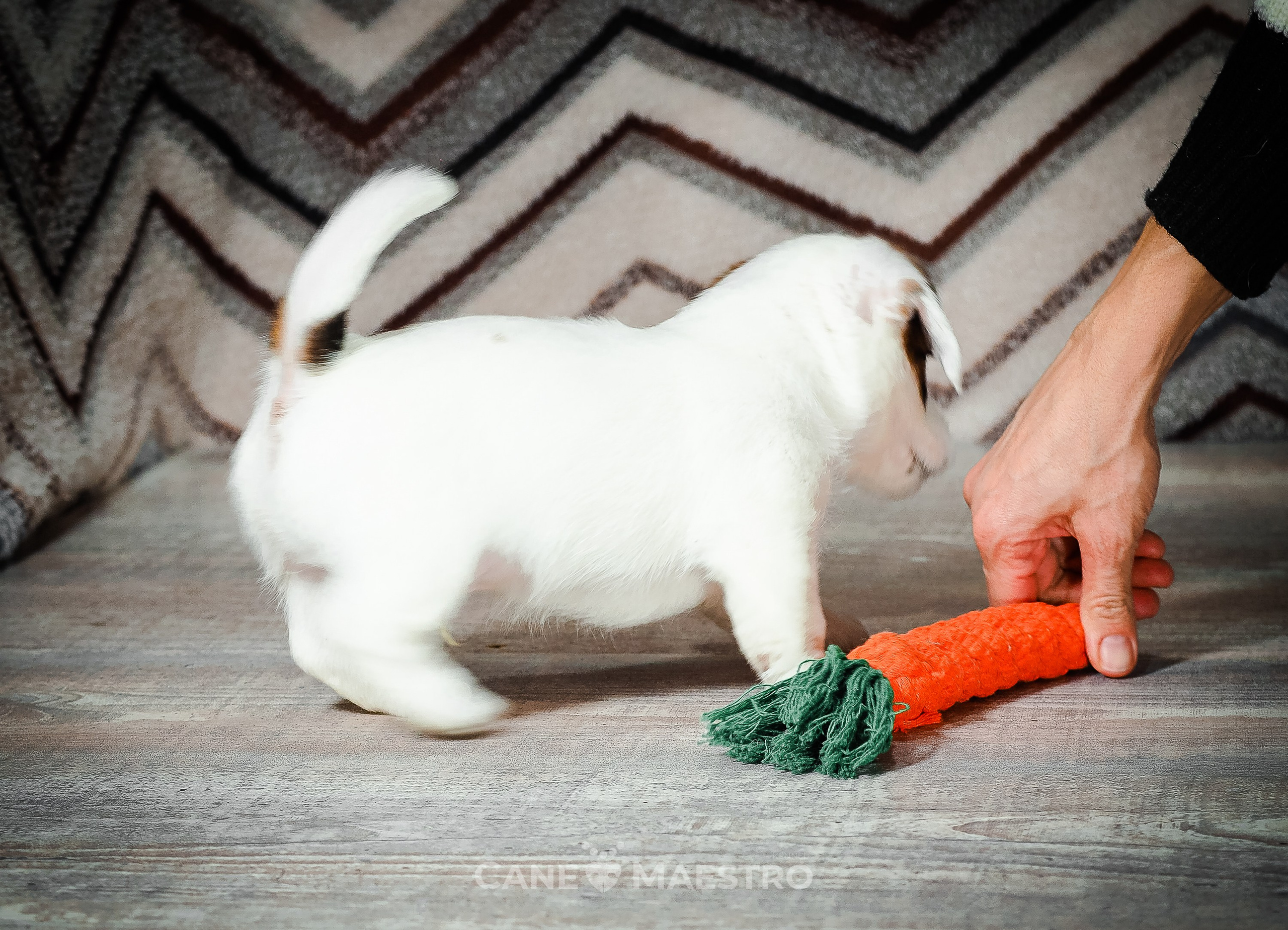 1КОБЛ_МОНОКЛЬ_Ц_ЛИТТЕР. CANE MAESTRO — kennel Jack Russell Terrier