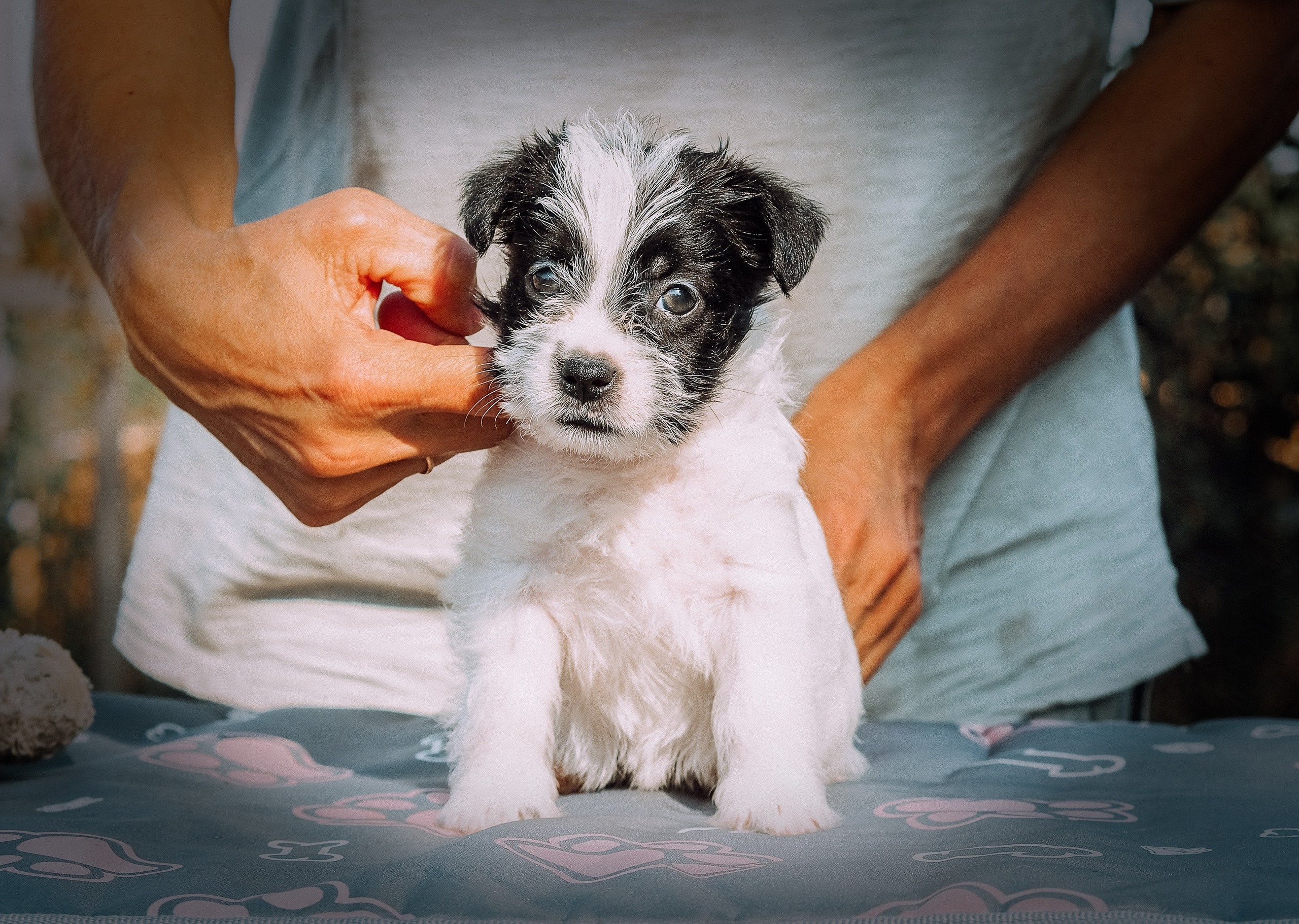 X_female1_b_w. CANE MAESTRO — kennel Jack Russell Terrier