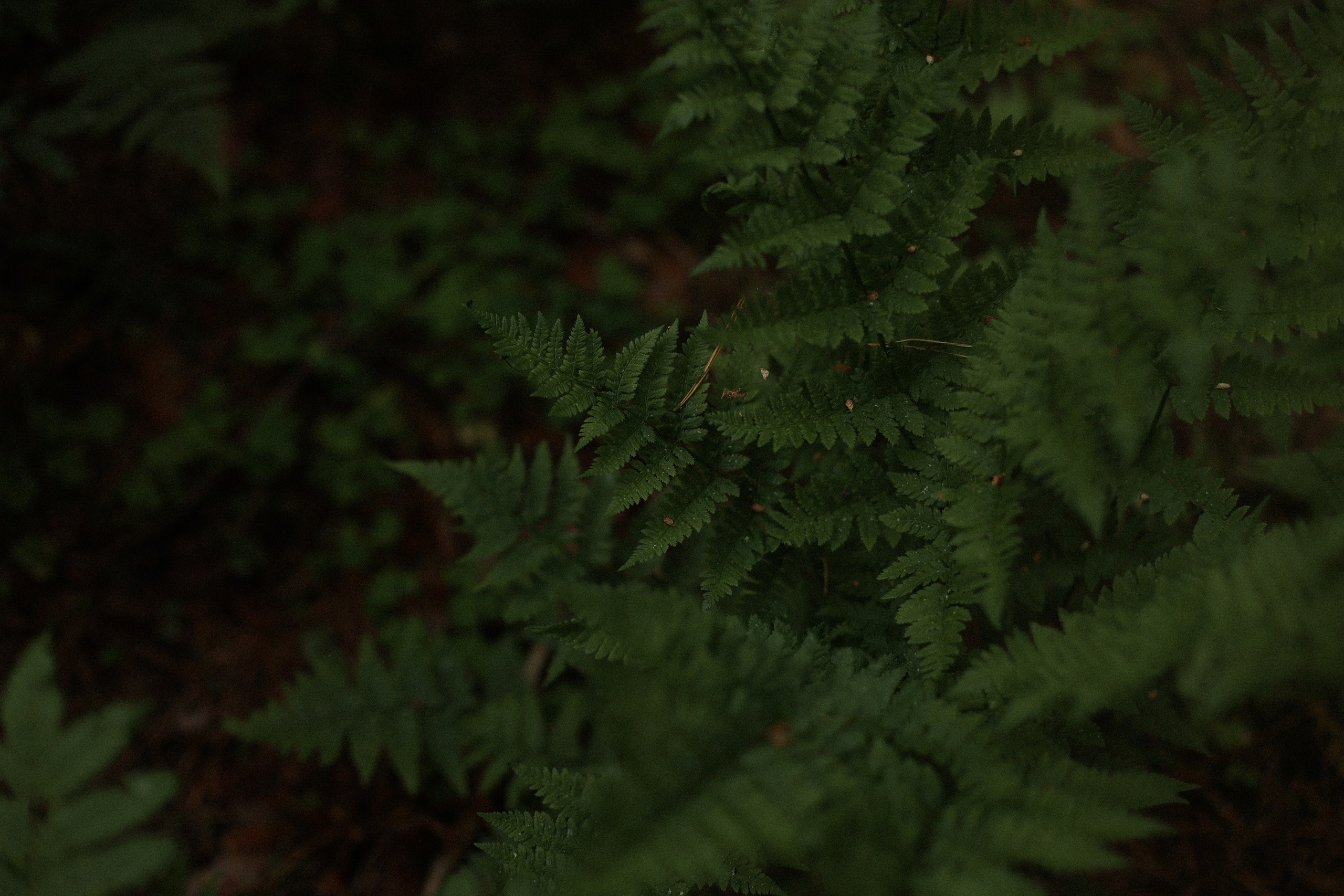Колумбия или Бали. Фотограф — Ольга Косолюкина