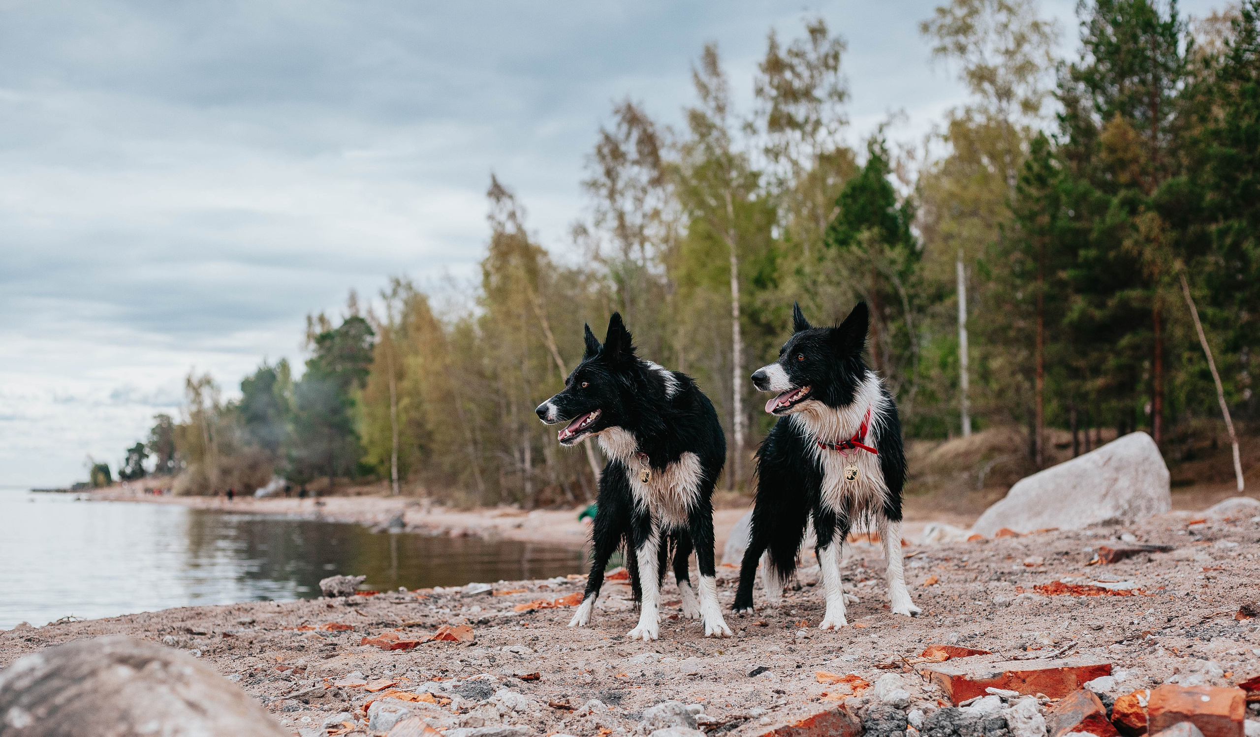 Кида и Сирша. Главная