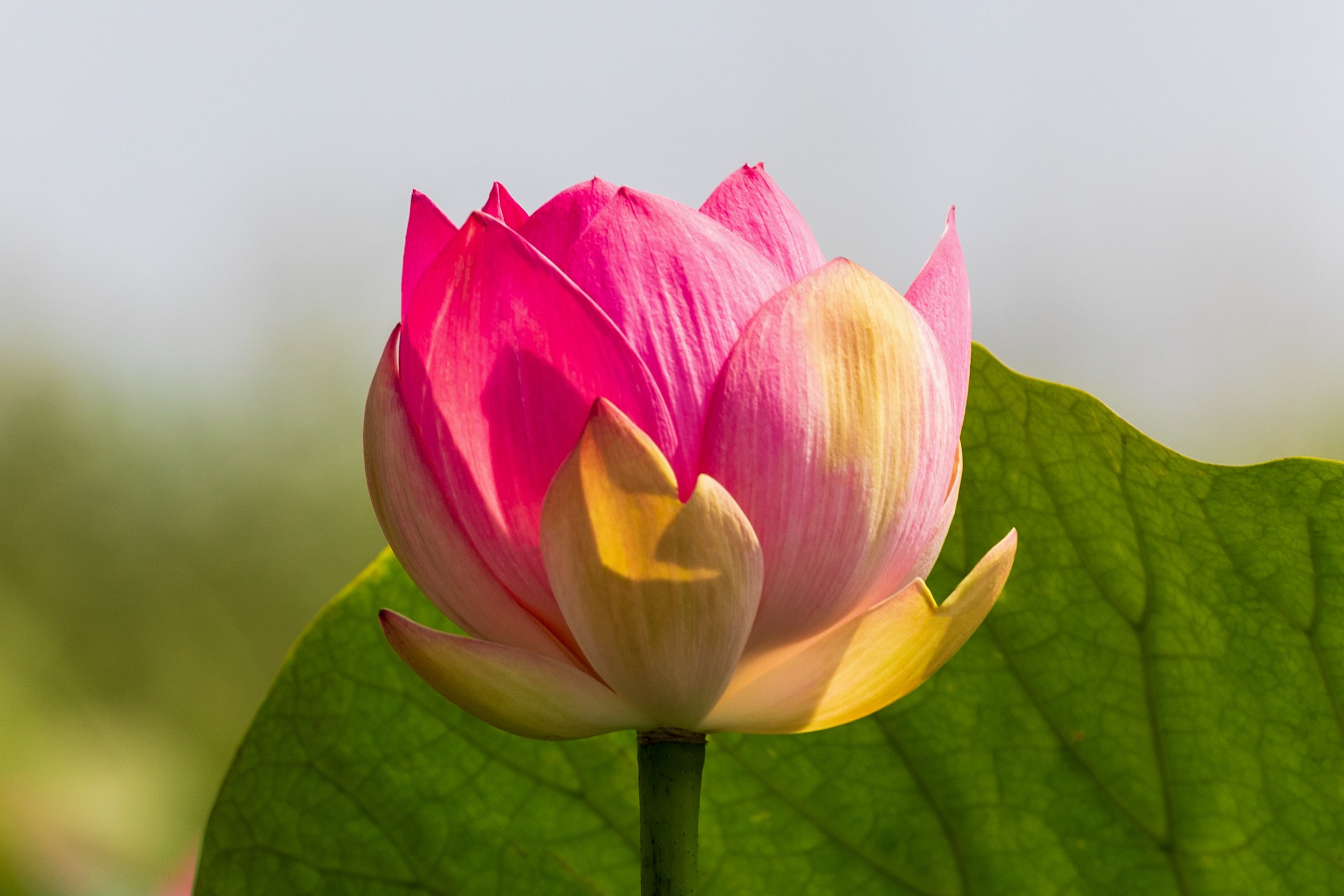 ЛОТОСЫ. Фотограф Владимир Роля