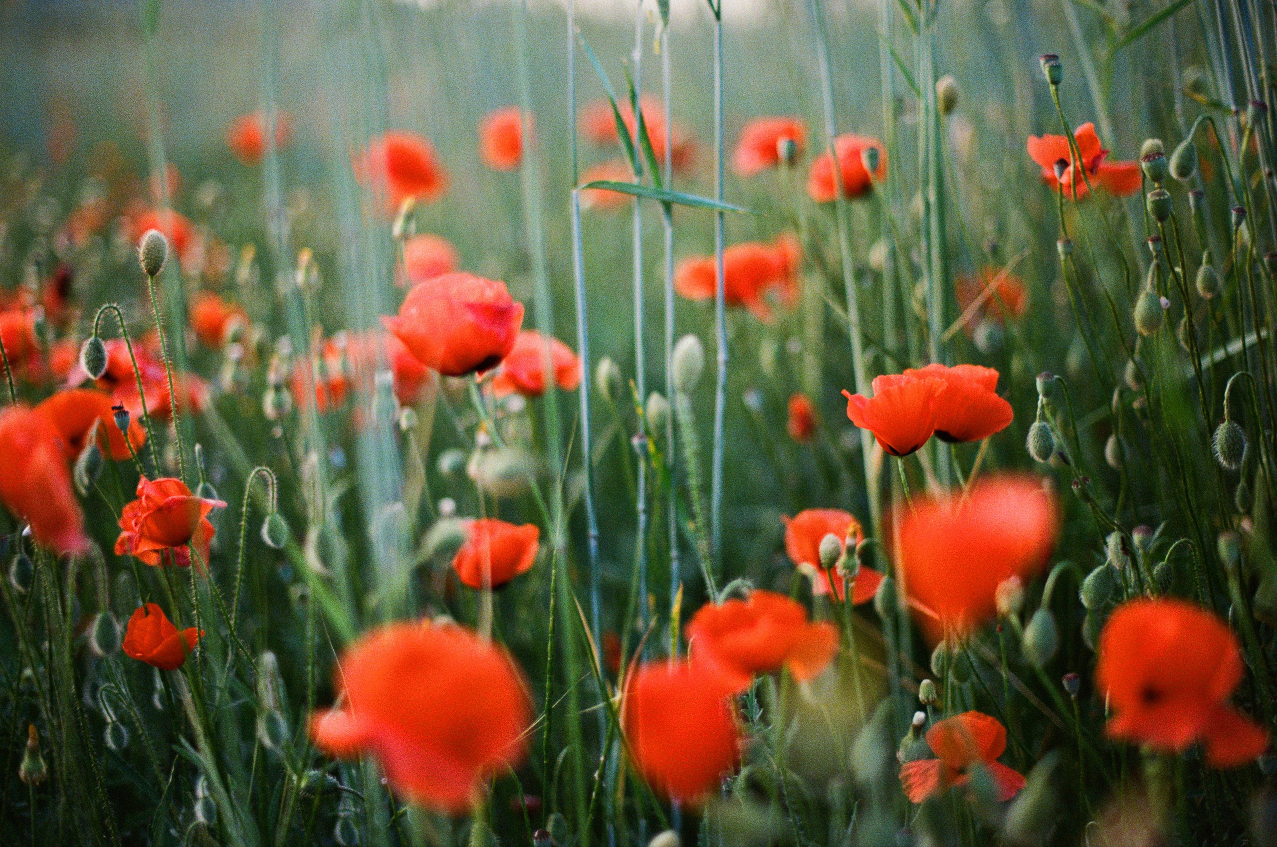 The drugs don't work // ukraine, crimea IV. EVER EXPOSED