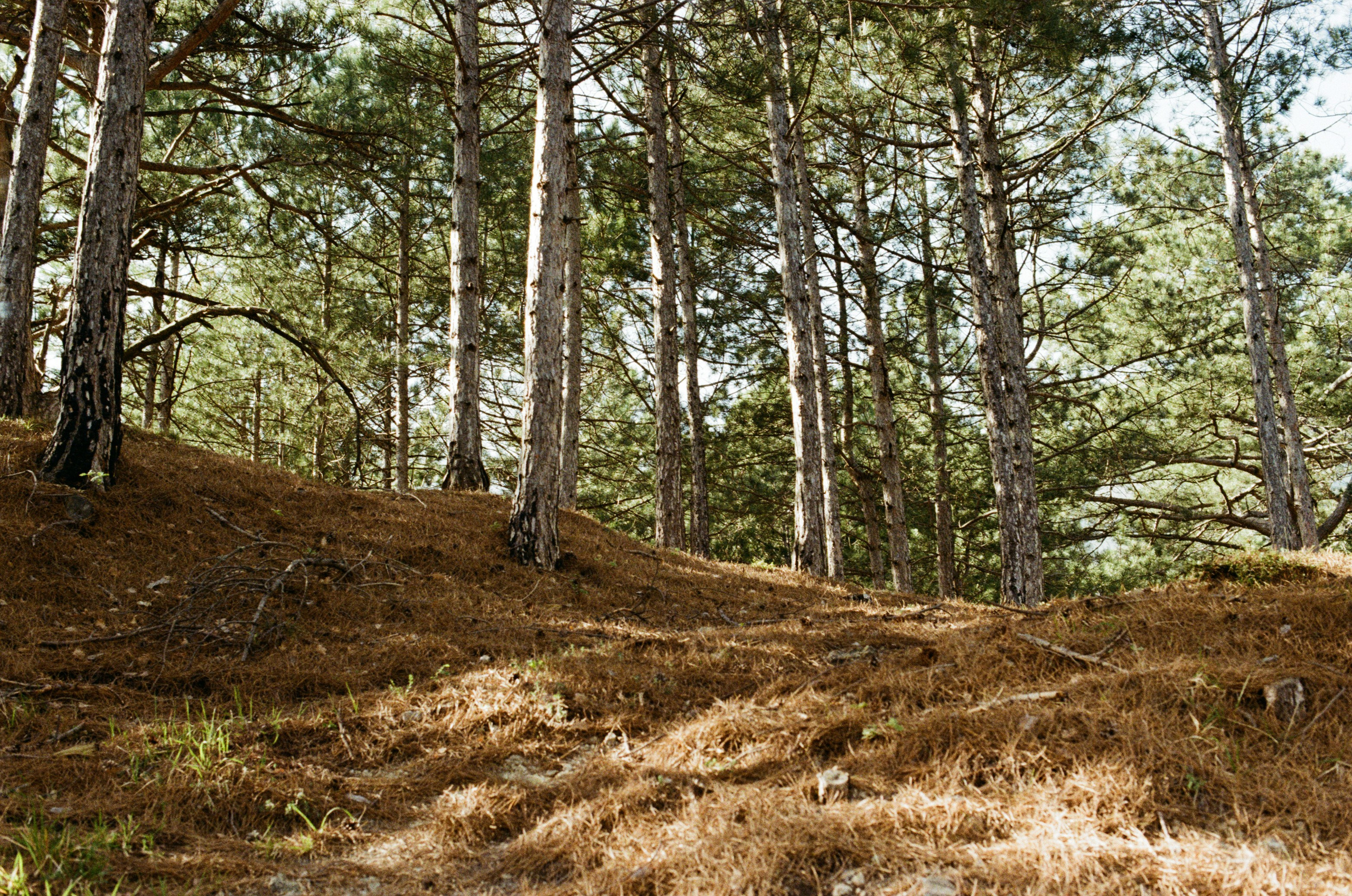 Silver strings // ukraine, crimea II. EVER EXPOSED