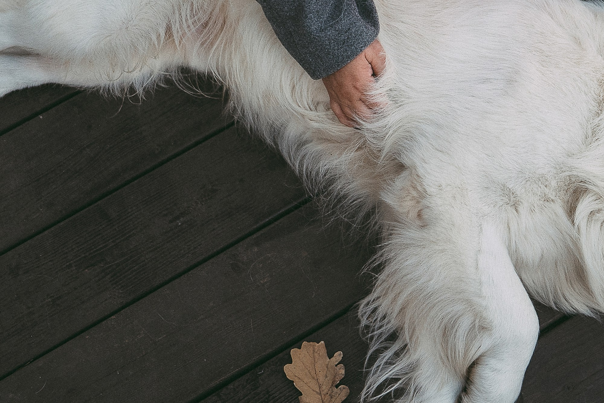 Лена и Мерлин. Фотограф анималист в Москве и Санкт-Петербурге Свиридова Анна