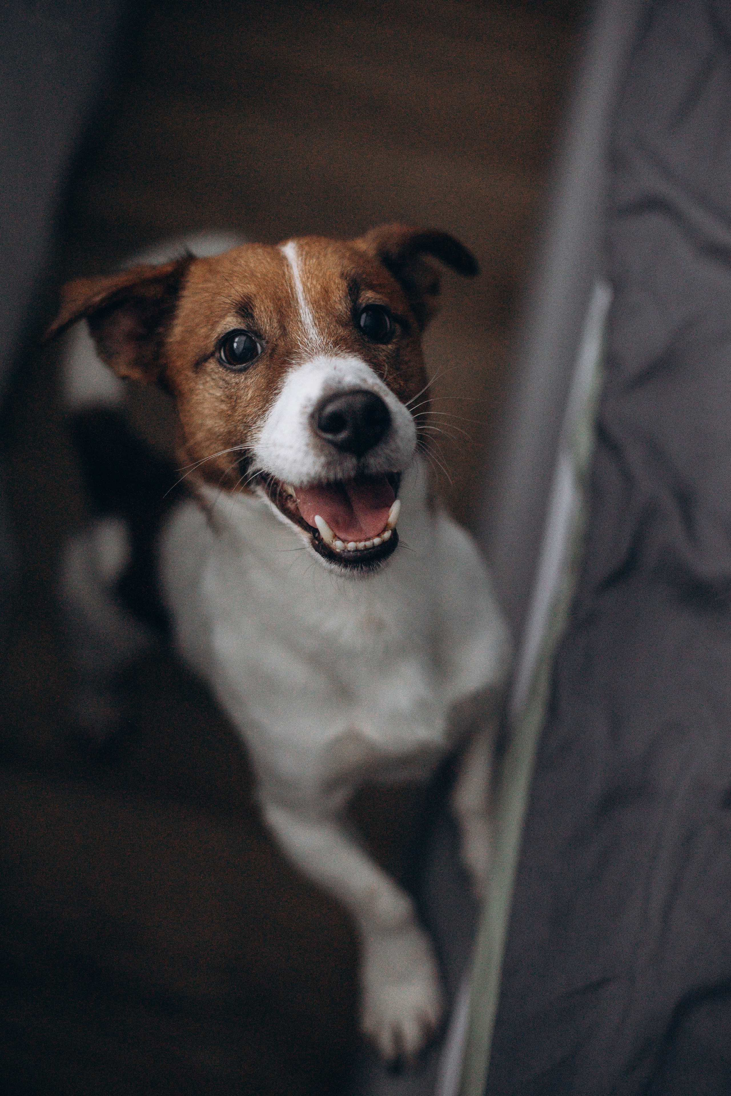 Джой и его семья. Фотограф — Анималист | Санкт-Петербург