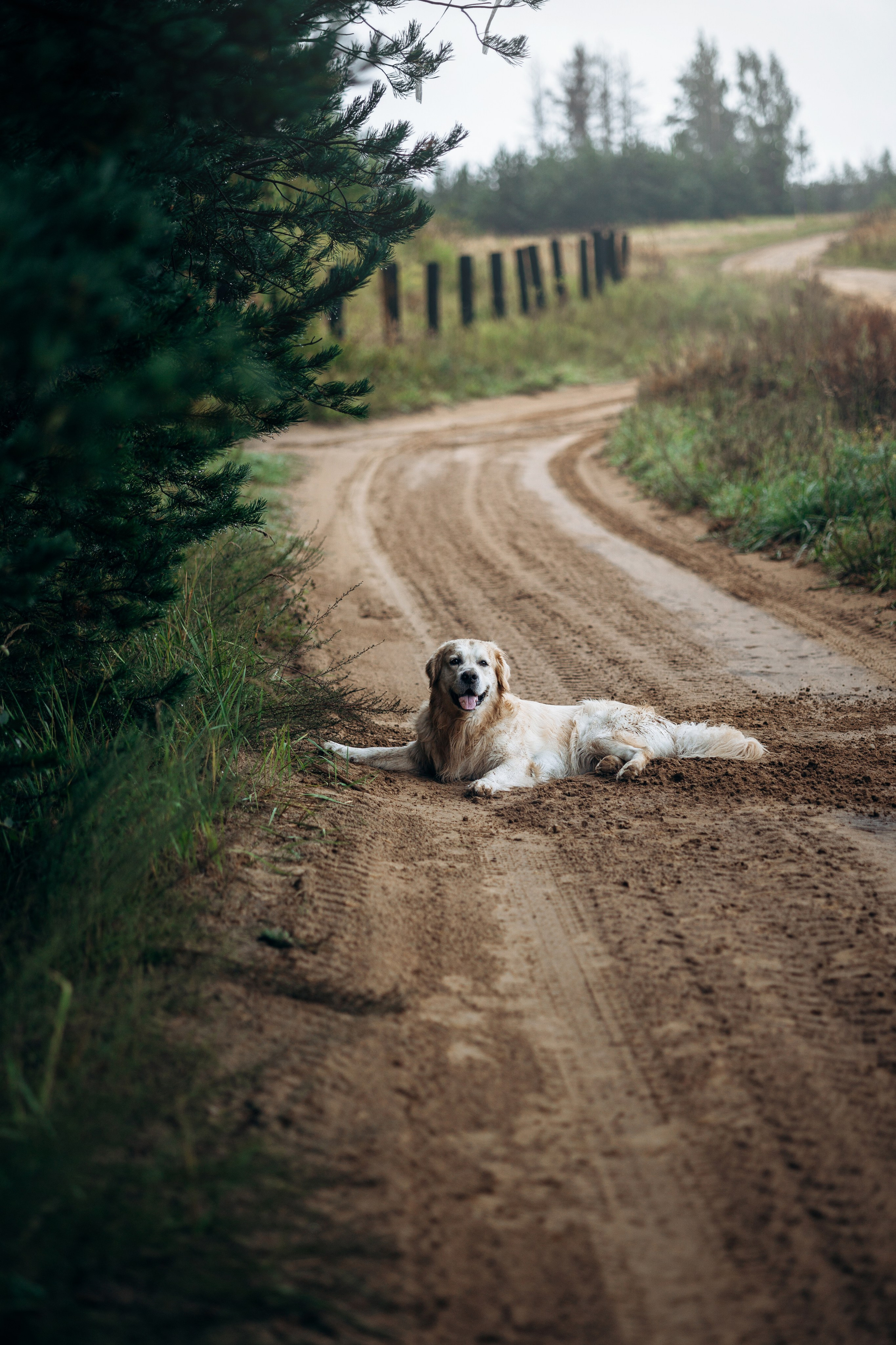 Лёва и его семья. Фотограф — Анималист | Санкт-Петербург