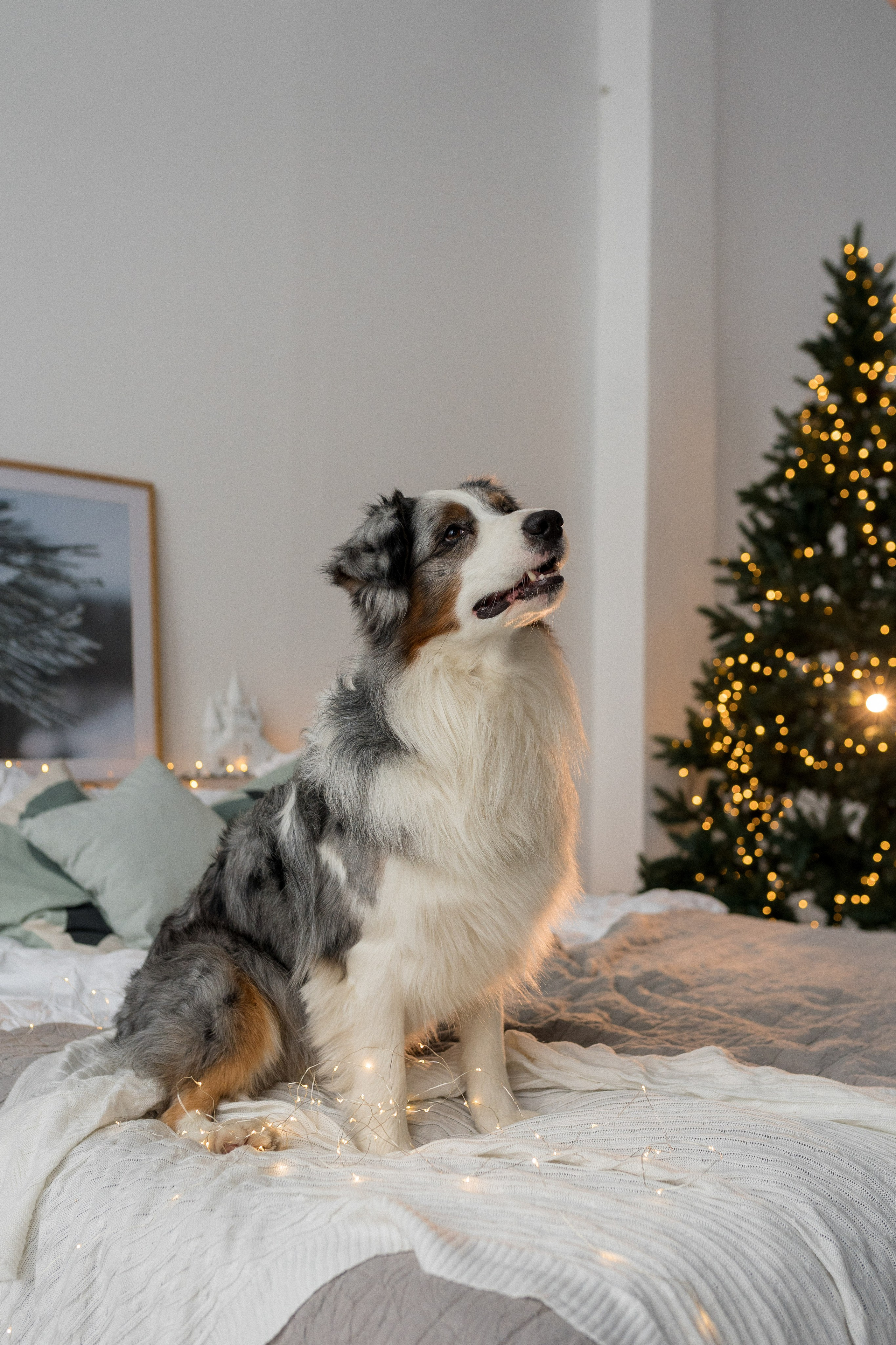 Новогоднее студия. Свадебный фотограф в Москве Анна Полушина