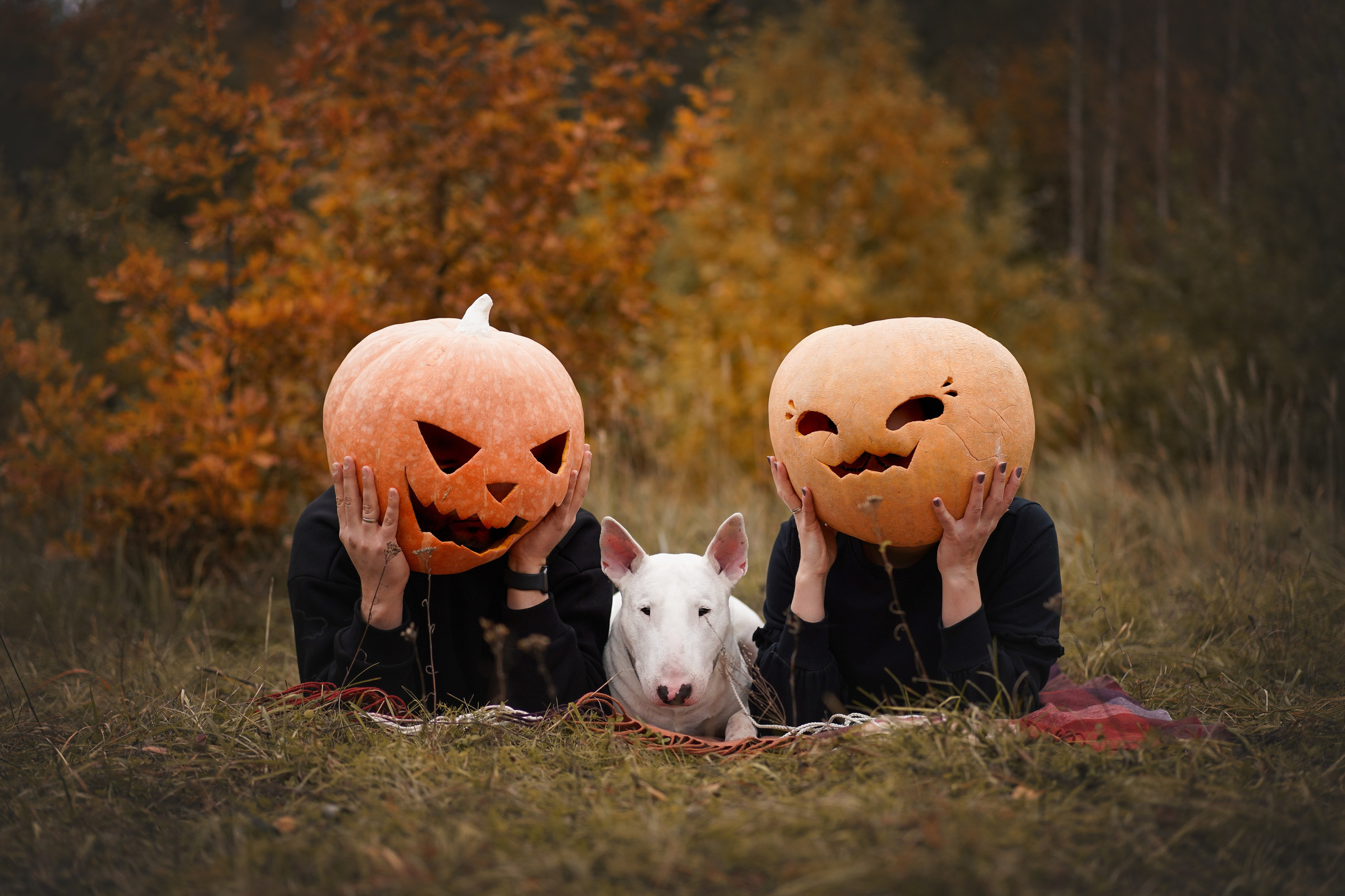 Настя Рома и Сахар Хелоуин. Фотограф-анималист в Санкт-Петербурге Яна Мартынова