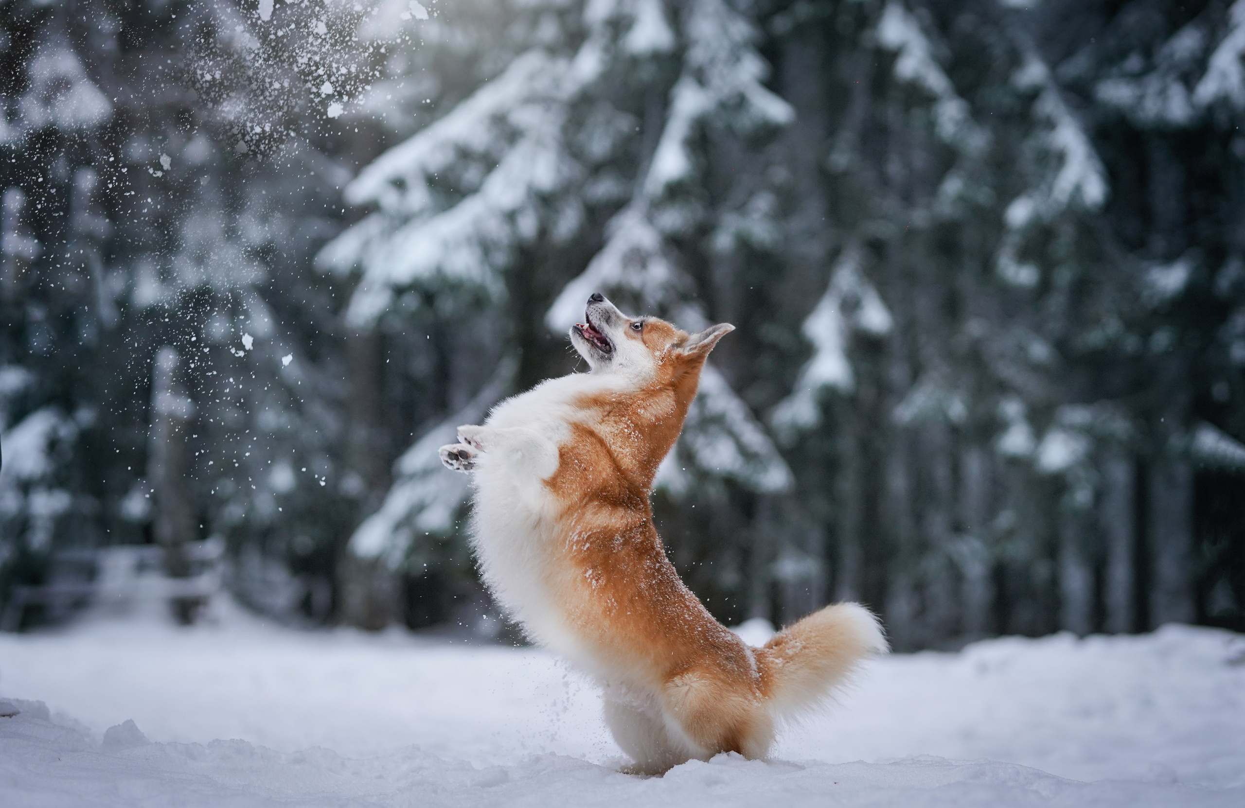 Катя Рокки и Честер. Фотограф-анималист в Санкт-Петербурге Яна Мартынова