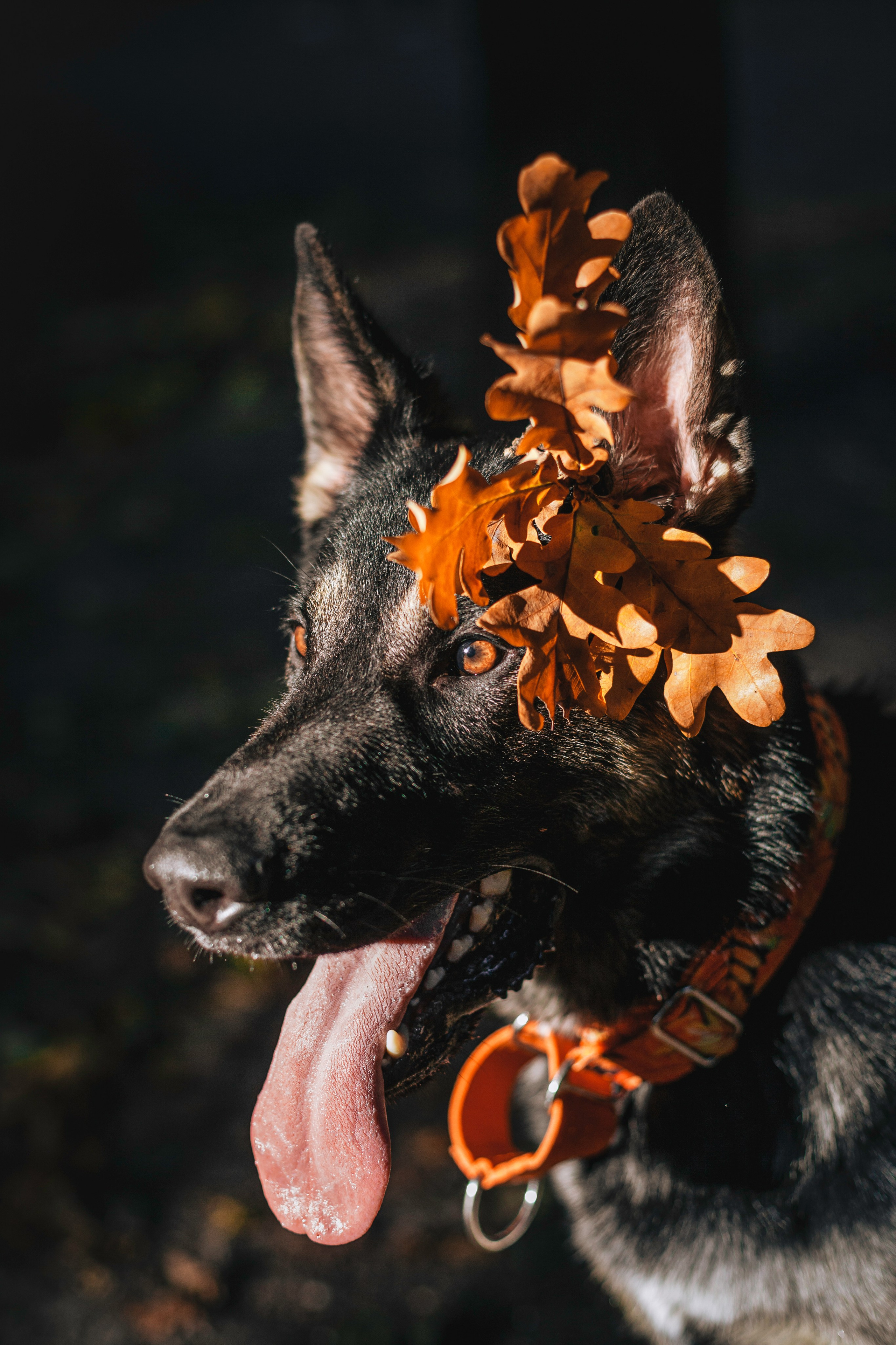 Илай. Фотограф-анималист Татьяна Степанова