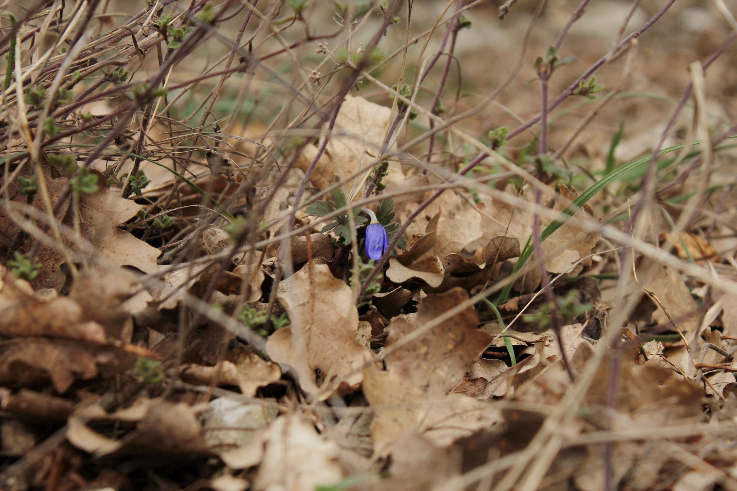Весенние цветки в лесу