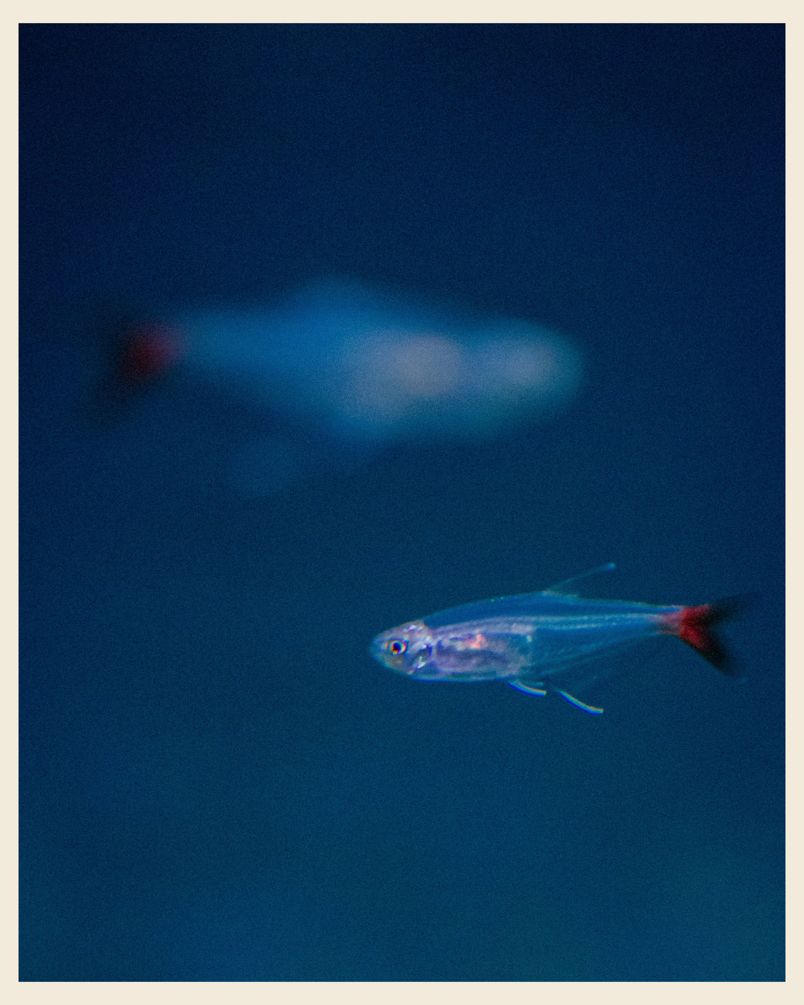 AILAND x VANO. Ivan Petrov photographer