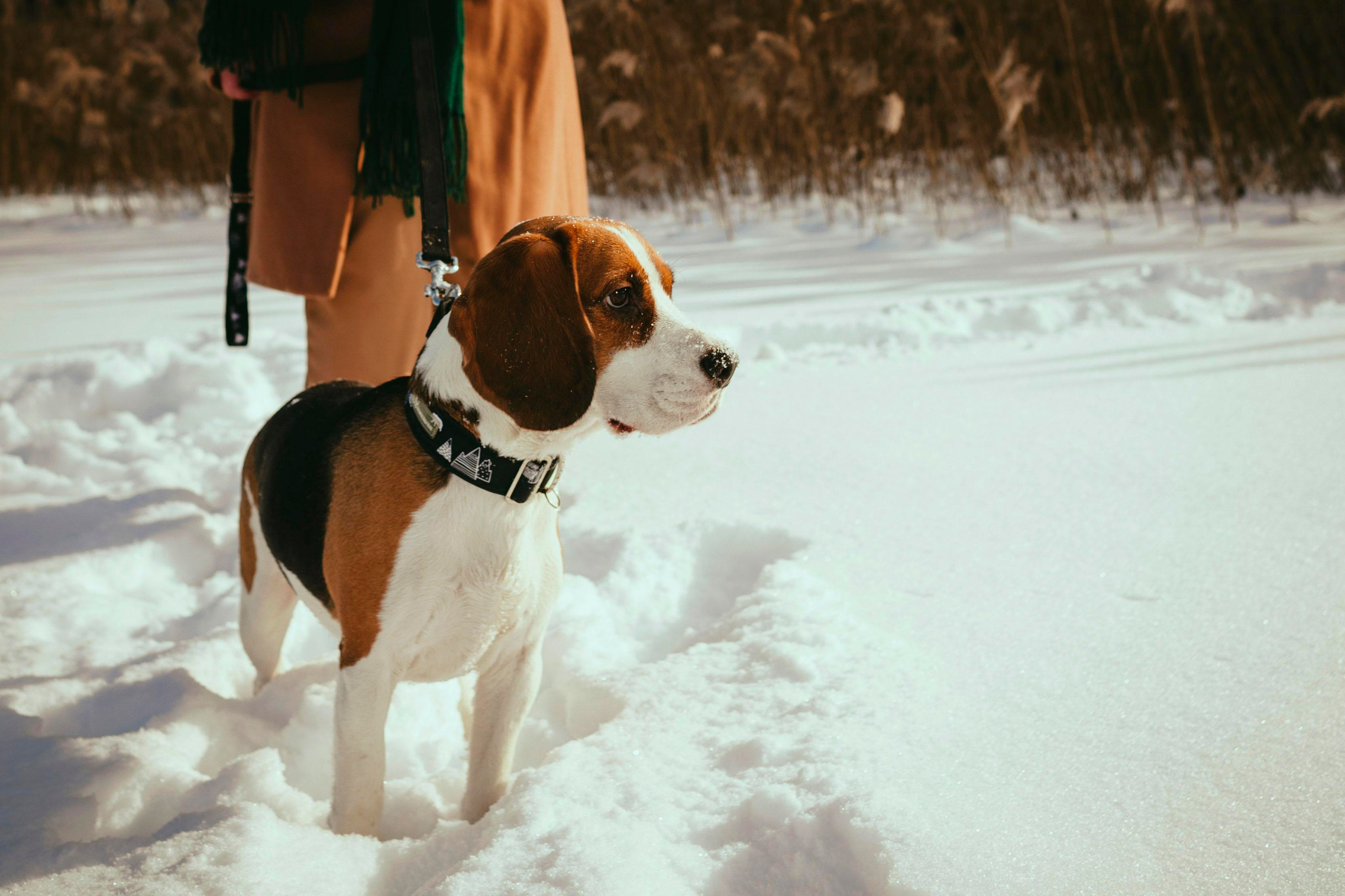 Billy. Photographer in Montenegro Tatiana Talaeva