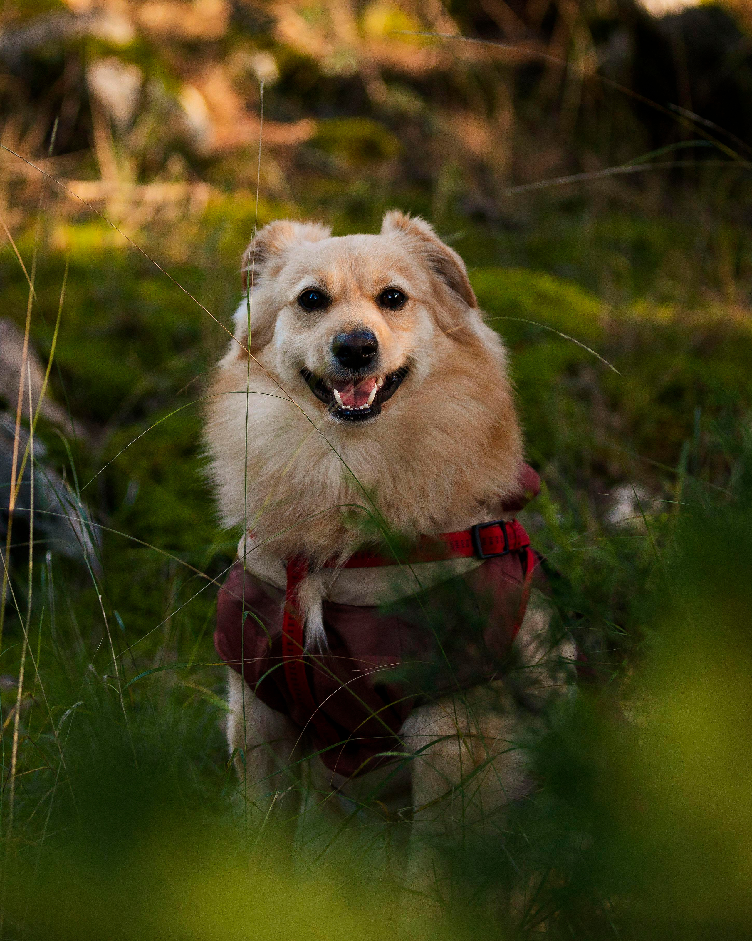 Badi. Photographer in Montenegro Tatiana Talaeva