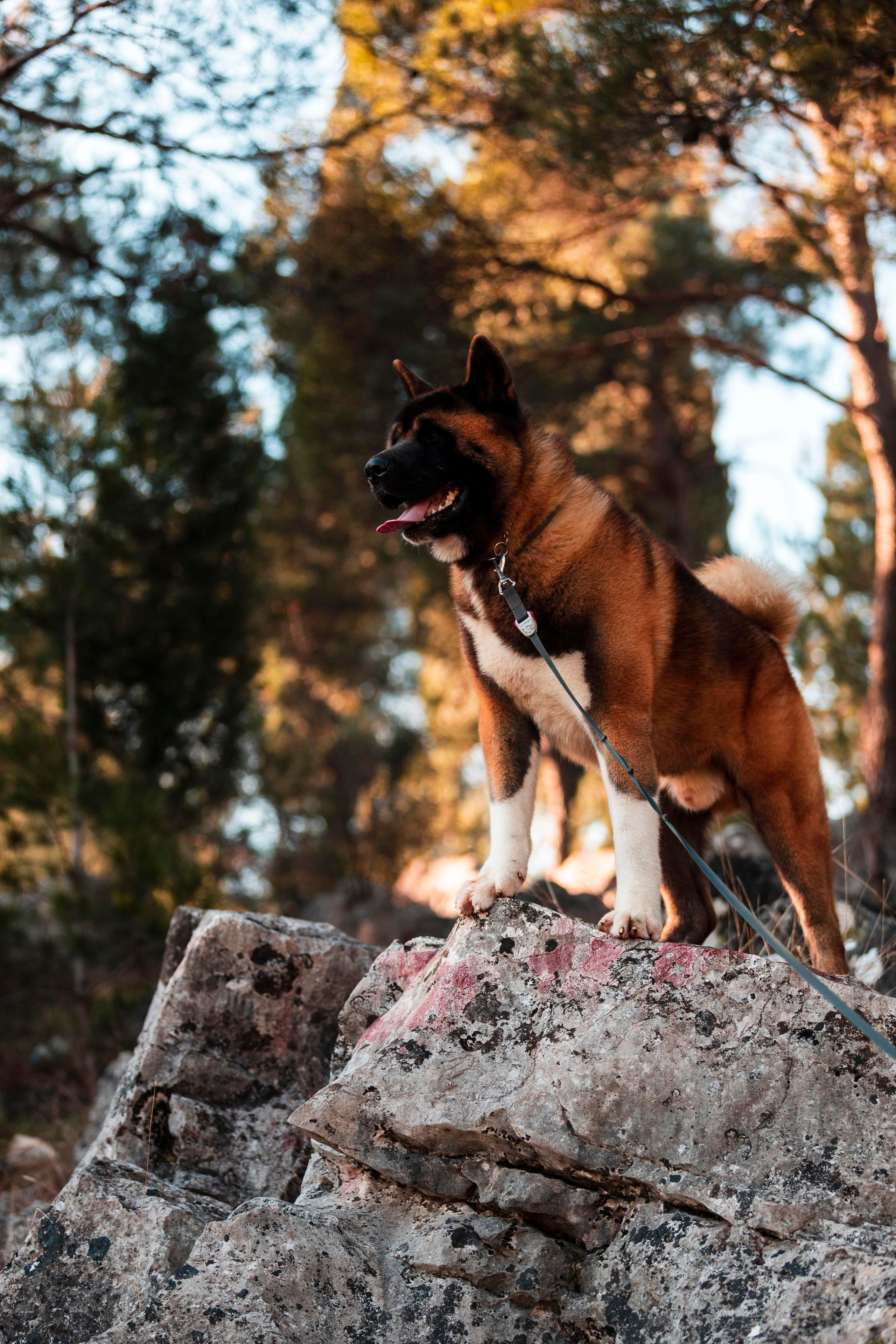 Balu. Photographer in Montenegro Tatiana Talaeva