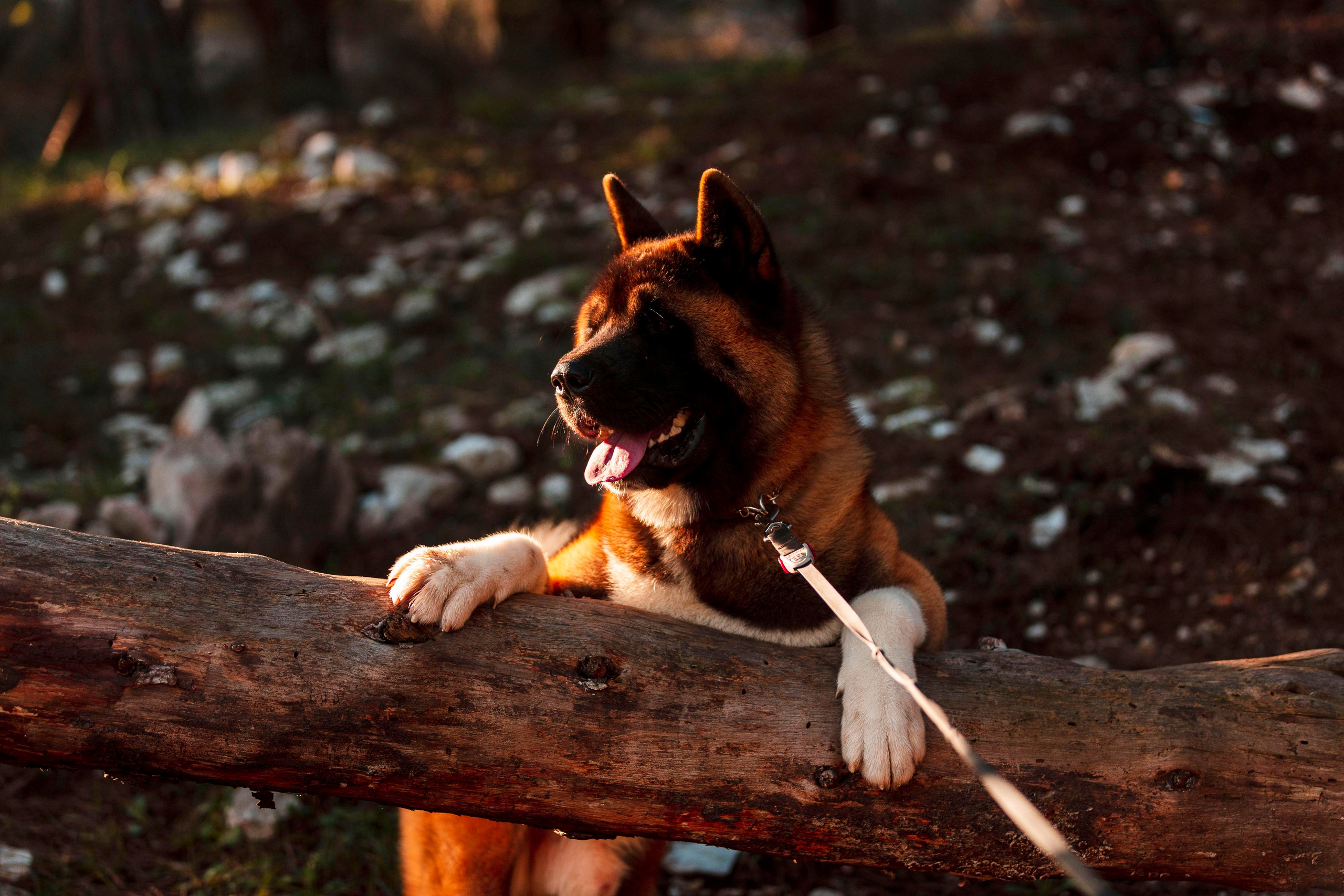 Balu. Photographer in Montenegro Tatiana Talaeva