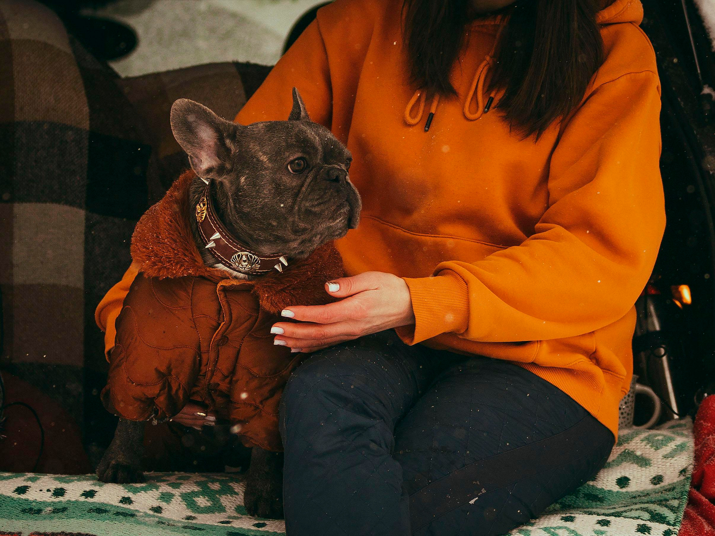 Pugs. Photographer in Montenegro Tatiana Talaeva