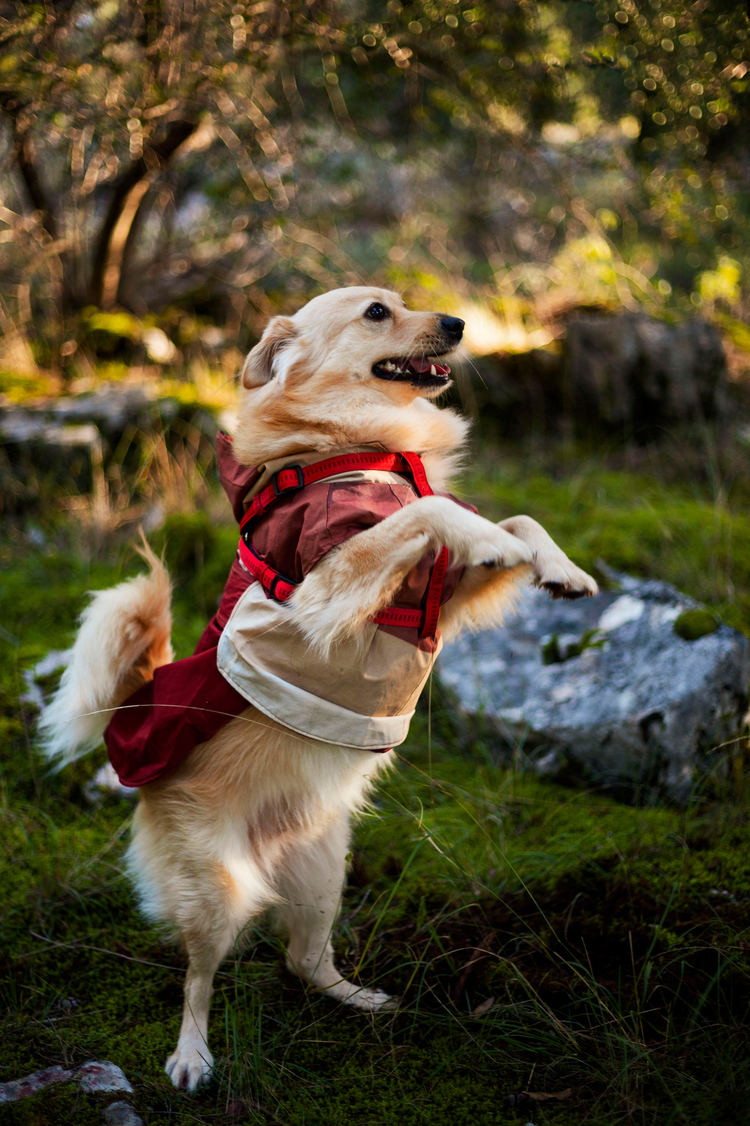 Badi. Photographer in Montenegro Tatiana Talaeva