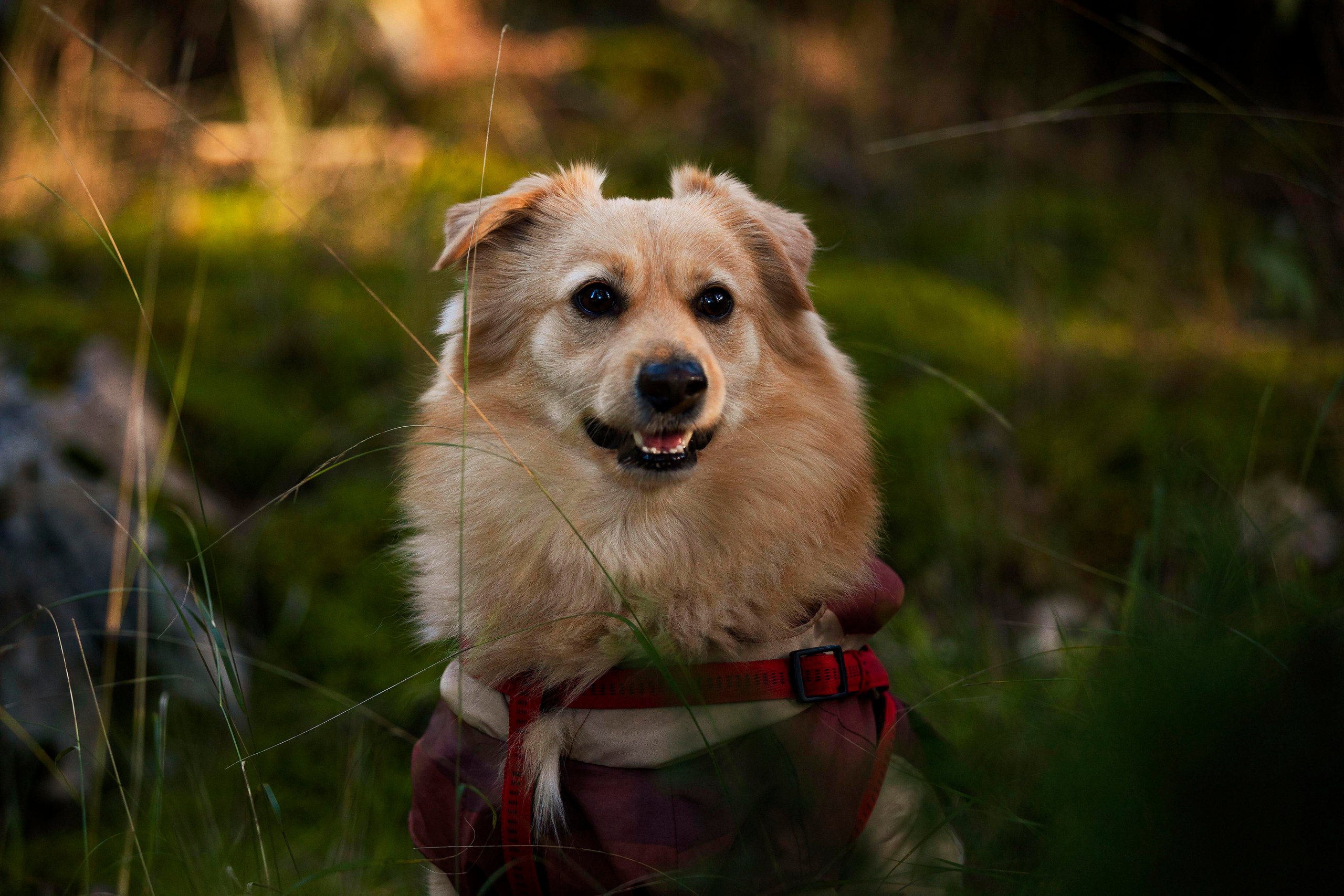Badi. Photographer in Montenegro Tatiana Talaeva