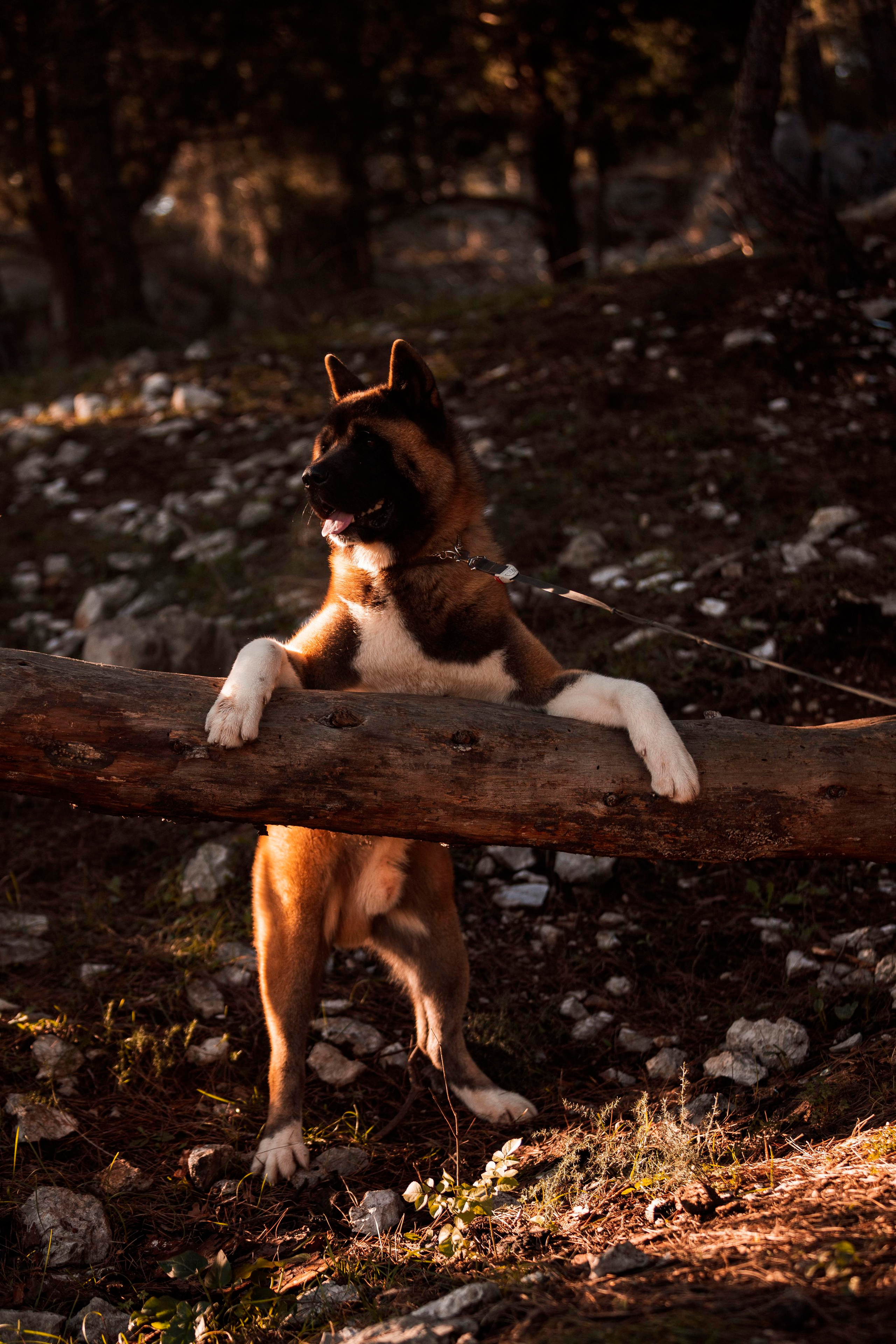 Balu. Photographer in Montenegro Tatiana Talaeva