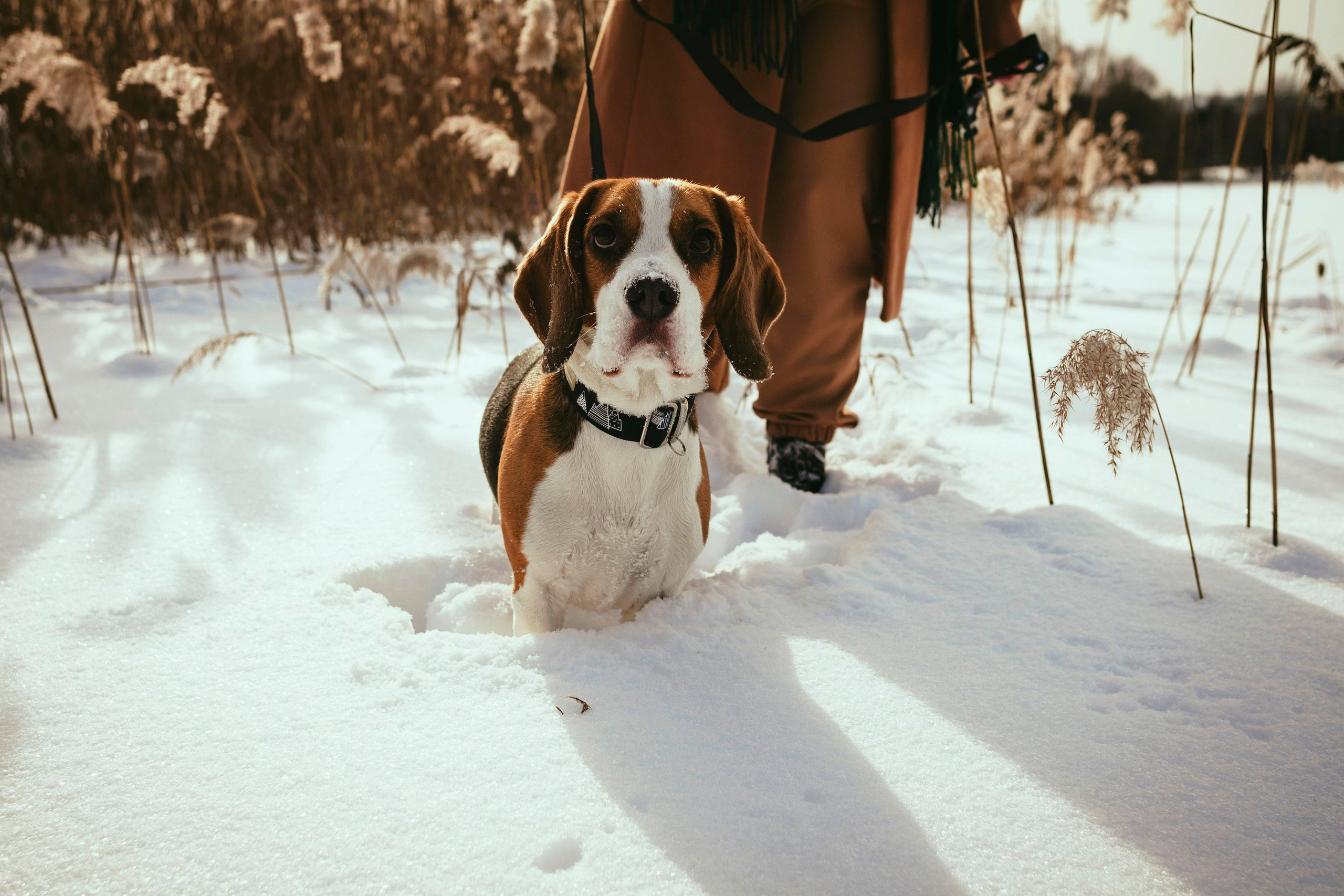 Billy. Photographer in Montenegro Tatiana Talaeva