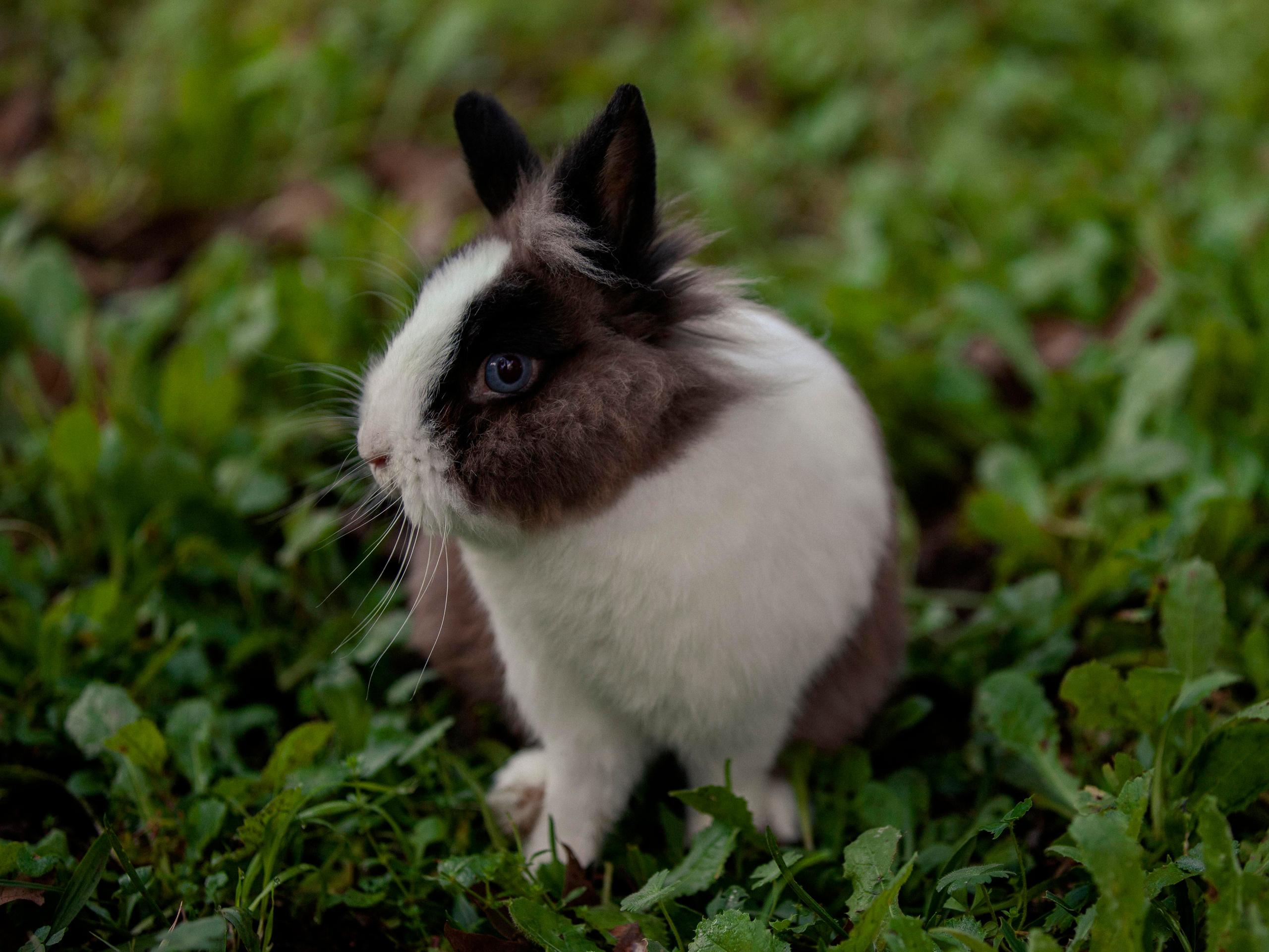 Lilly. Photographer in Montenegro Tatiana Talaeva