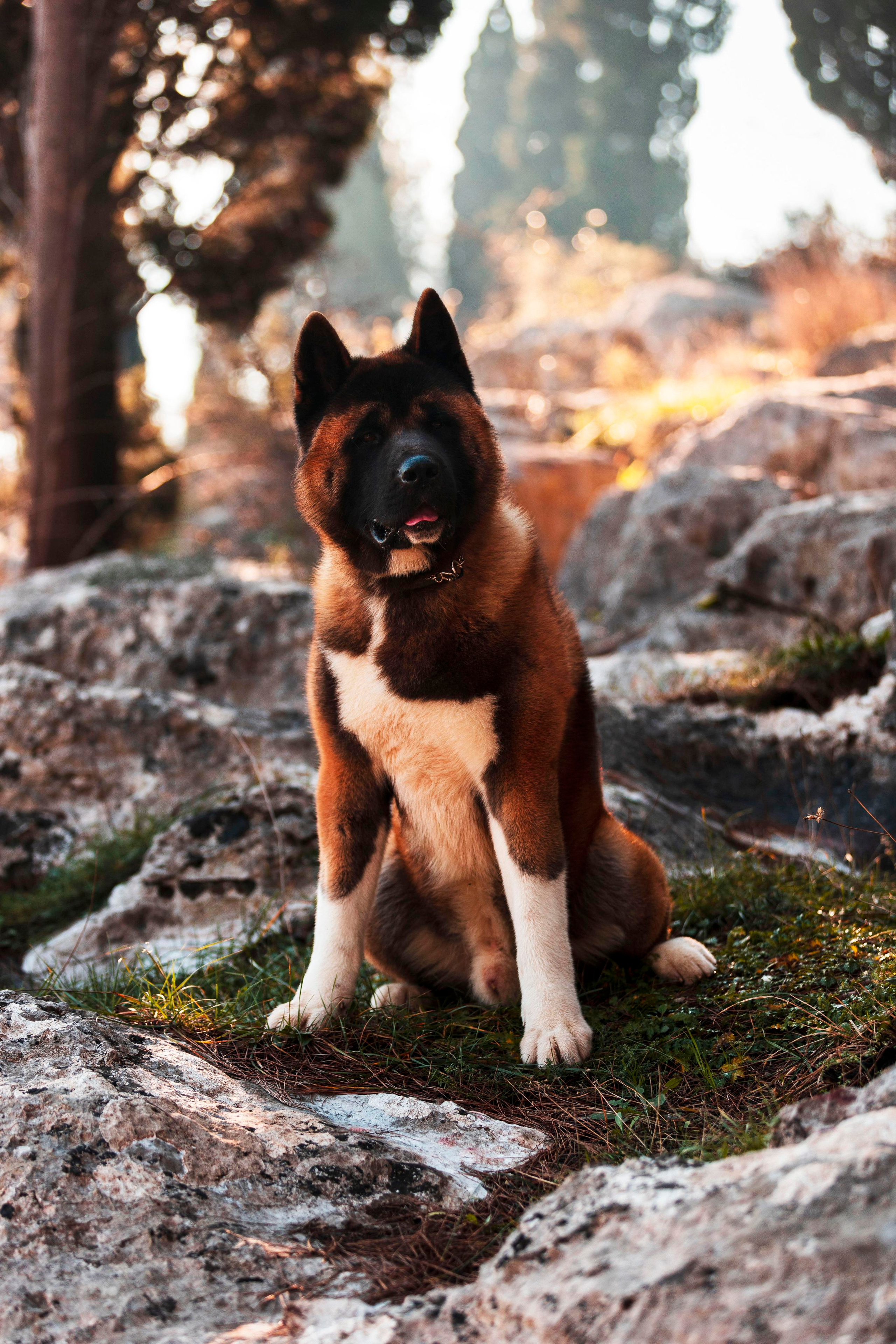 Balu. Photographer in Montenegro Tatiana Talaeva