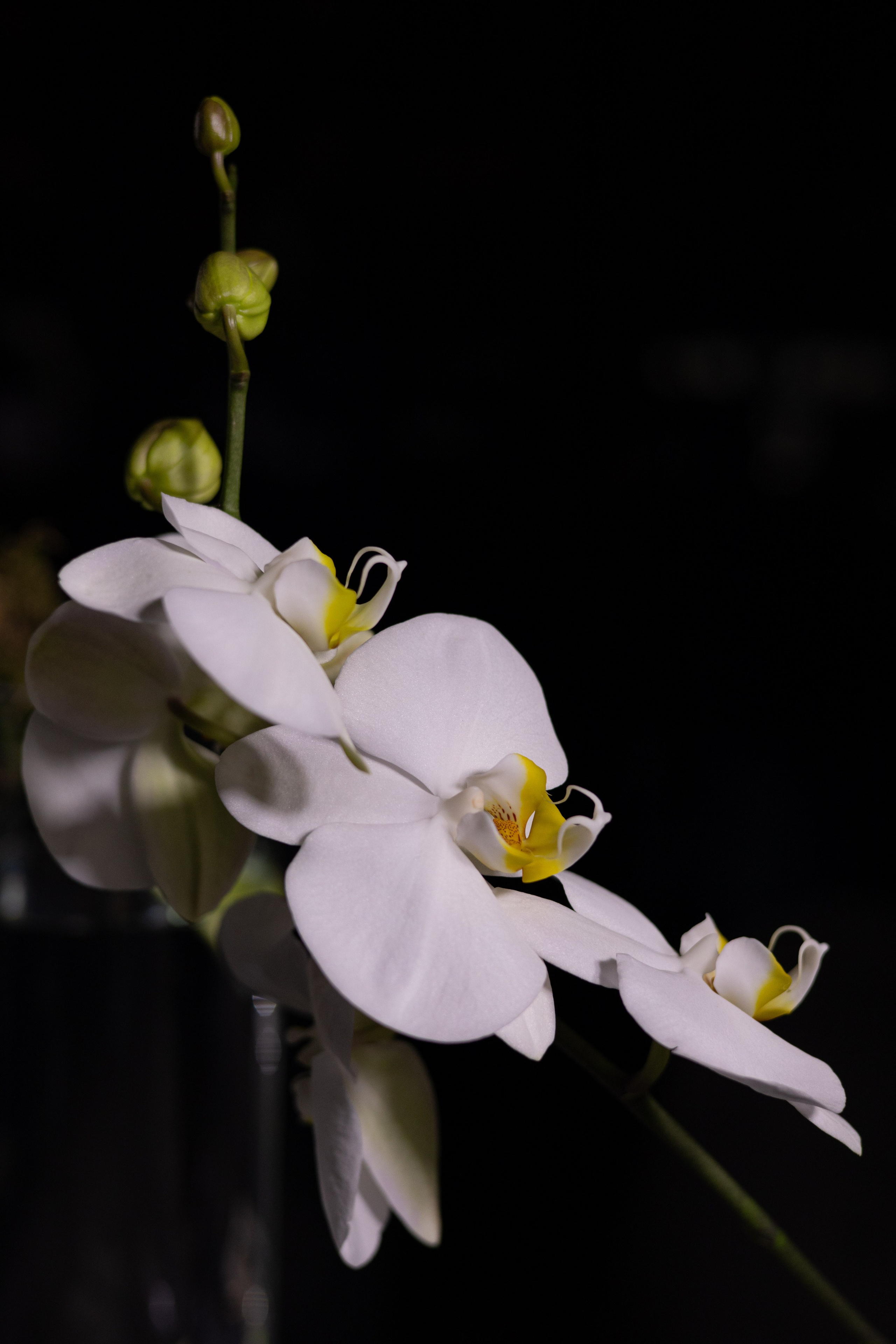 Лера & Алексей. Ресторан «TOUCH». Оформление свадеб, декор свадеб Вера Маркова, Москва