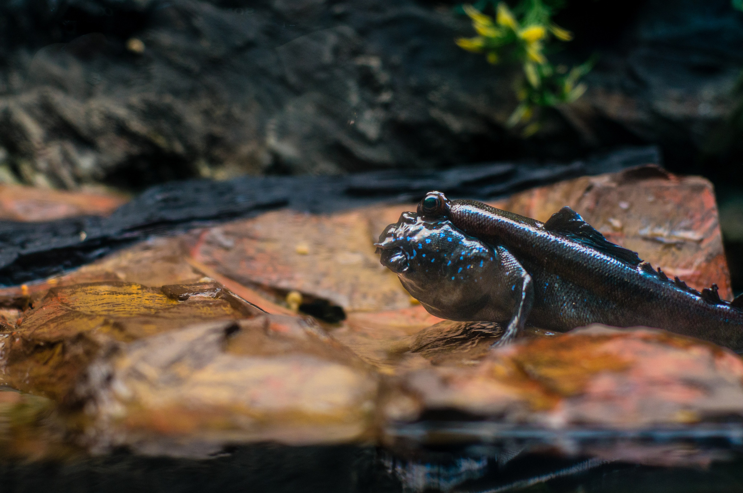 Калининград. Фотограф Шибков Константин
