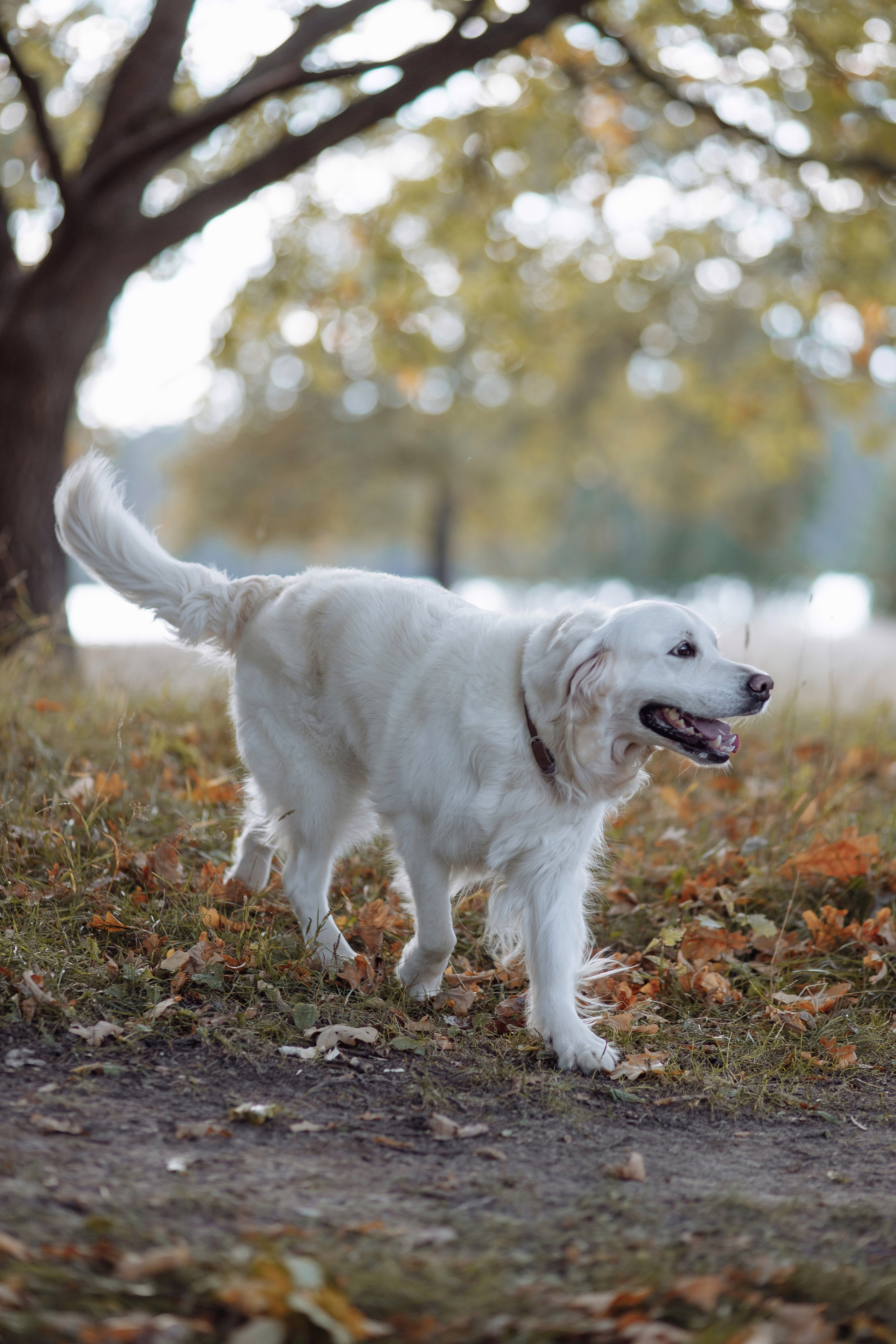 Фотосессия № 8 (осень). Фотография
