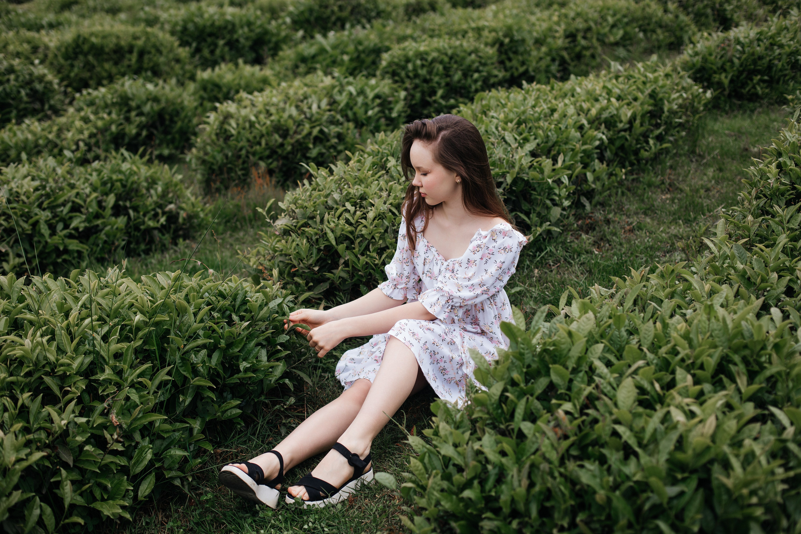 Tea plantation. Efimova Model Agency