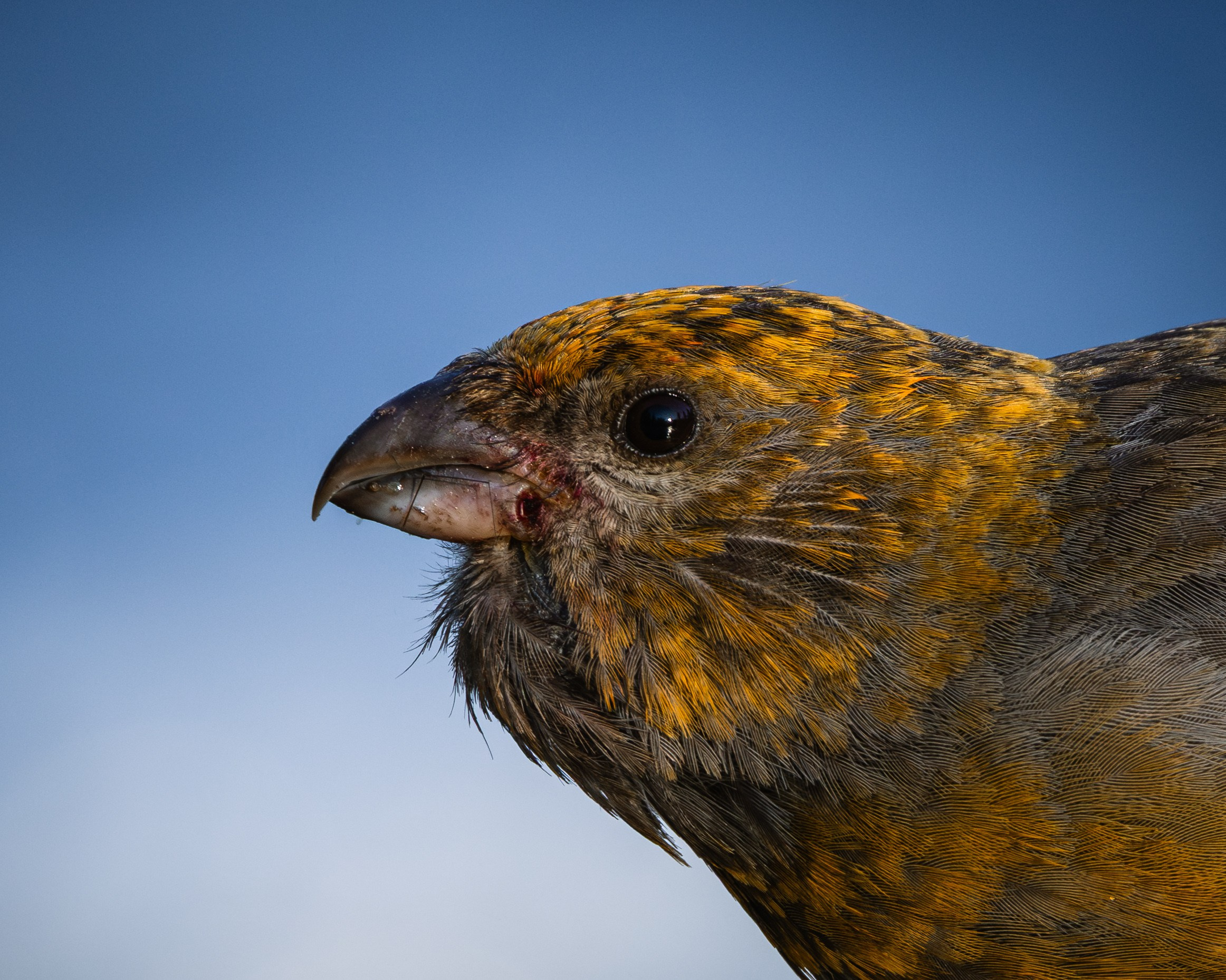 Khibinu 2025. Anton Chernov | Wildlife photographer