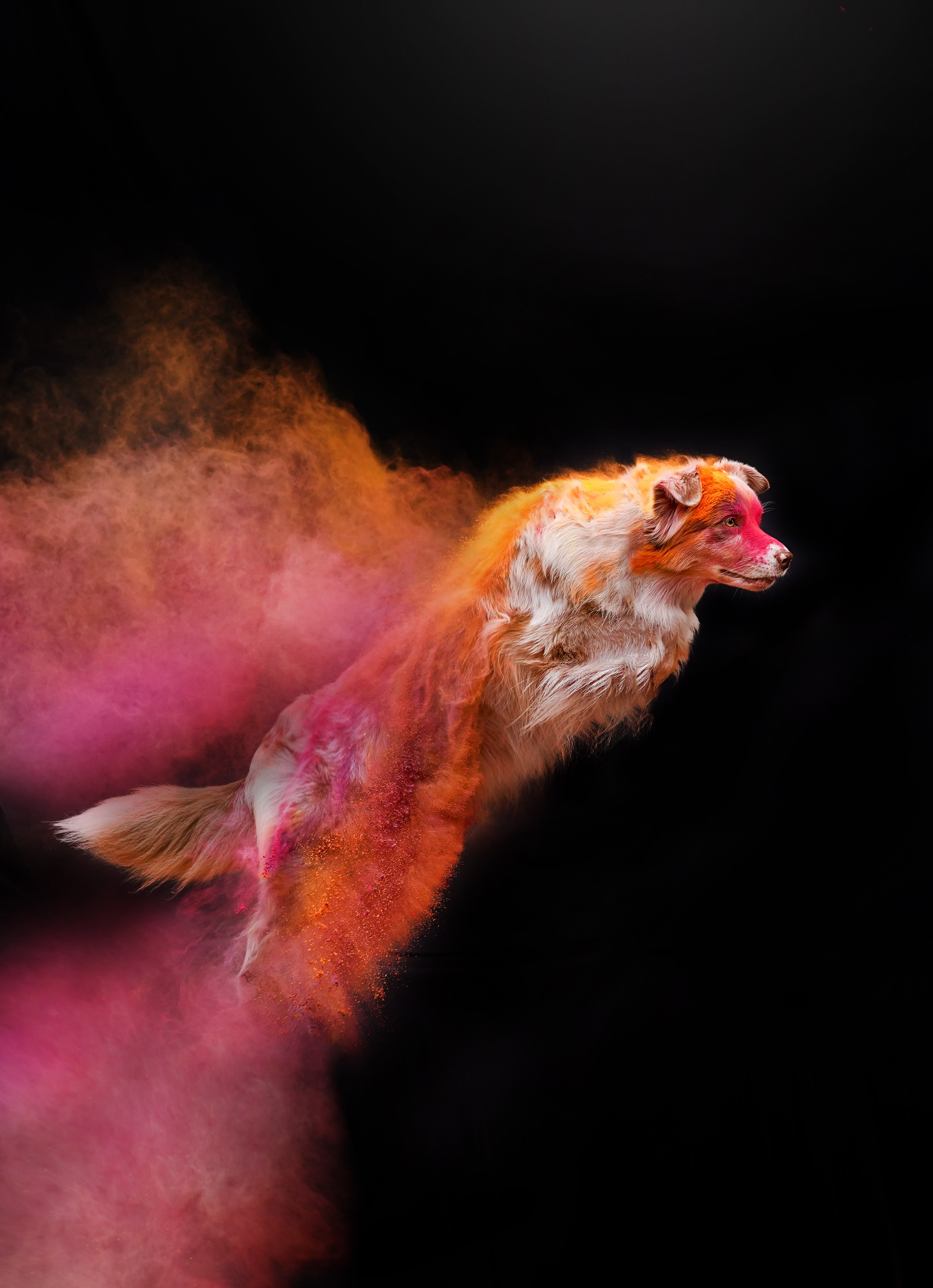 Панда и краски Холи. Фотограф-анималист в Санкт-Петербурге Яна Мартынова