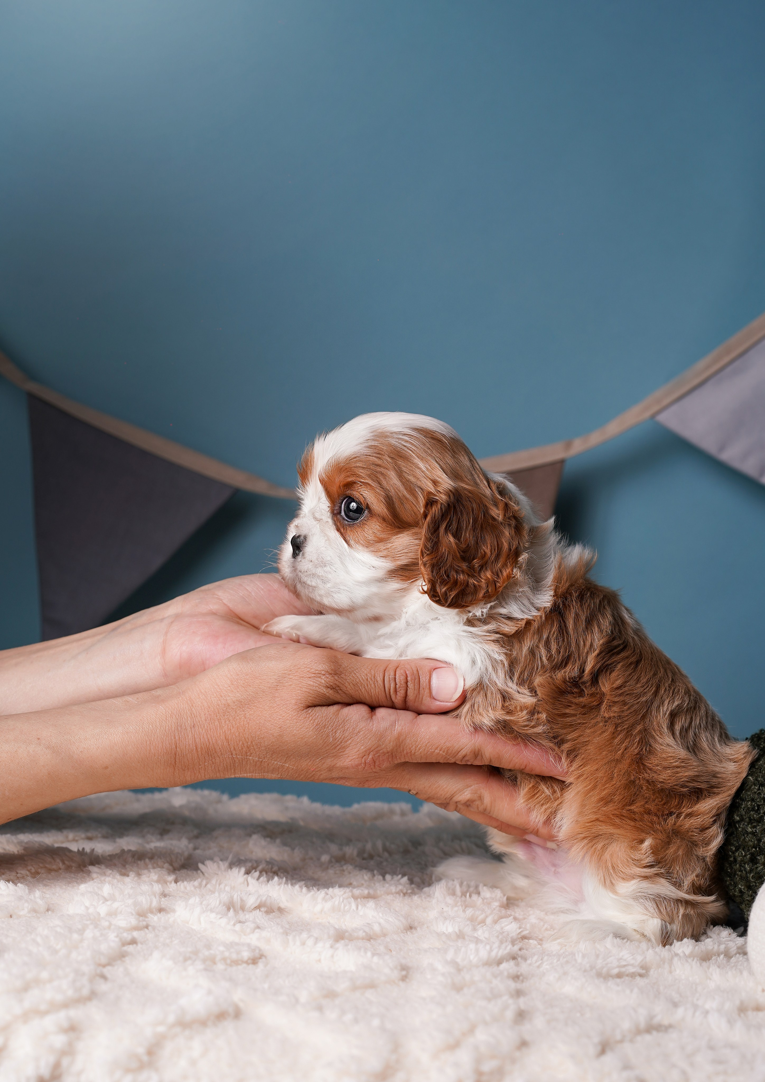 Щенки кавалера. Фотограф-анималист в Санкт-Петербурге Яна Мартынова