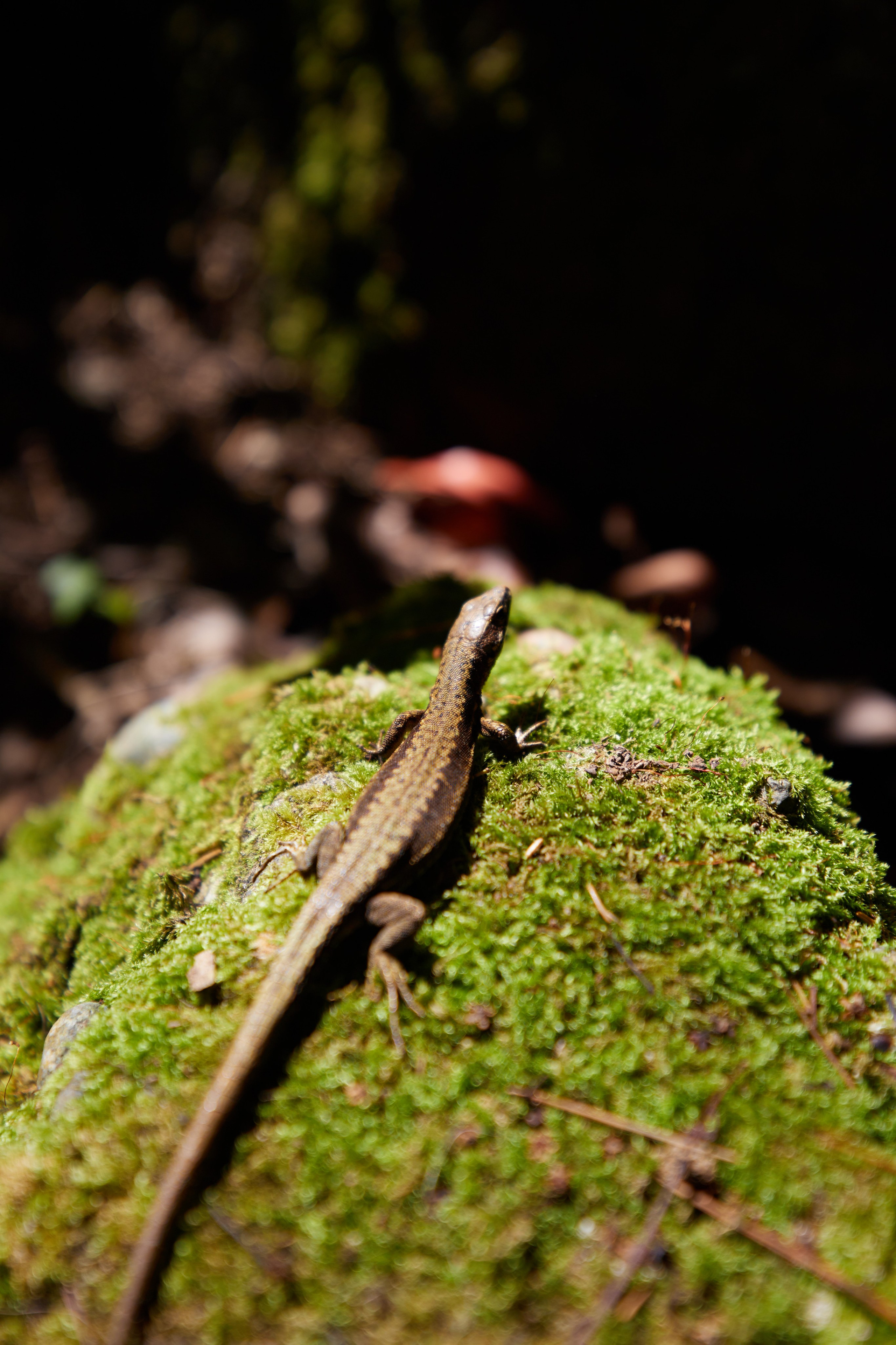 Предсвадебная Love Story. Photographer in Tbilisi Saint-Petersburg Worldwide — Elena Golubeva