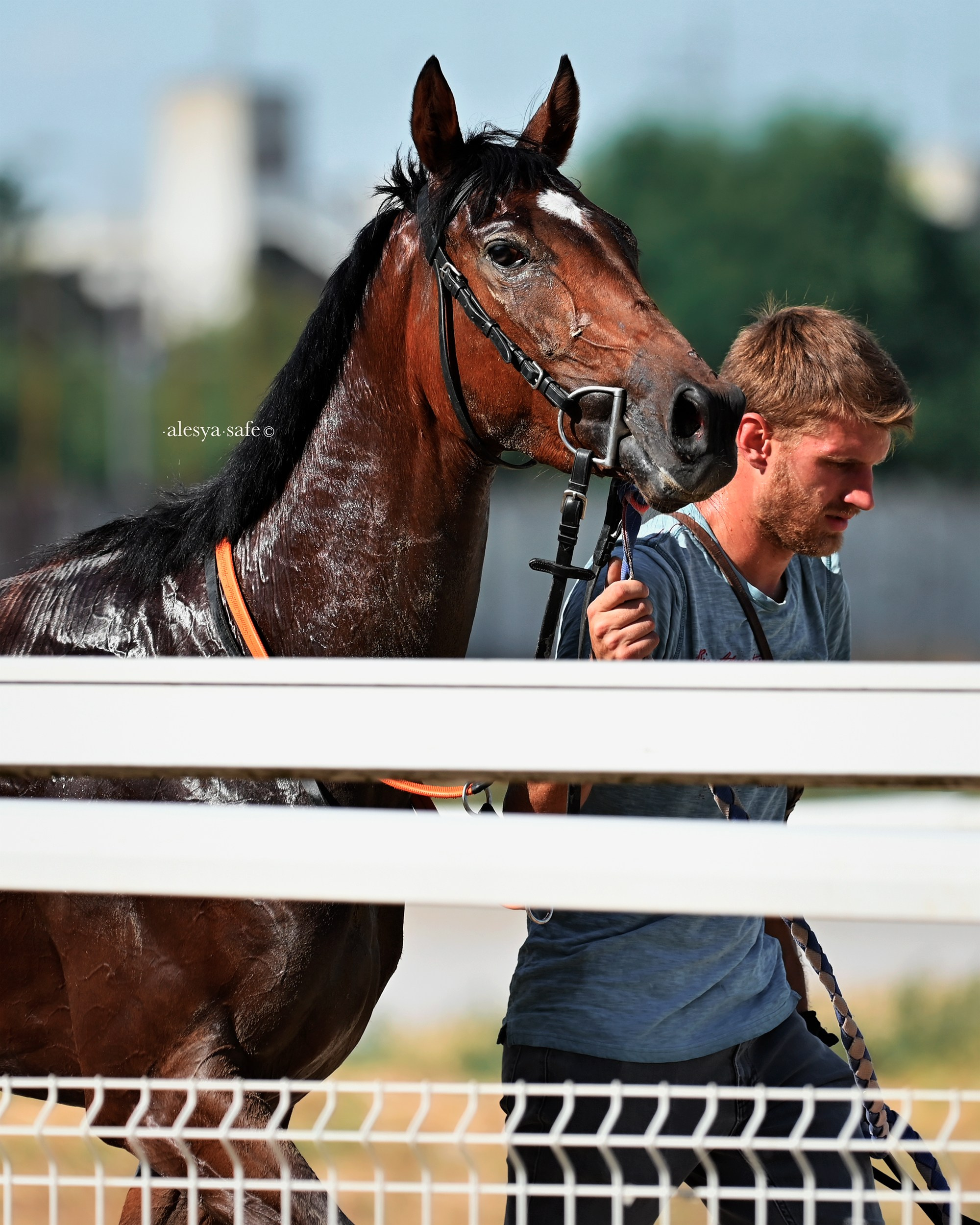 Скачки. Конный фотограф Alesya Safe