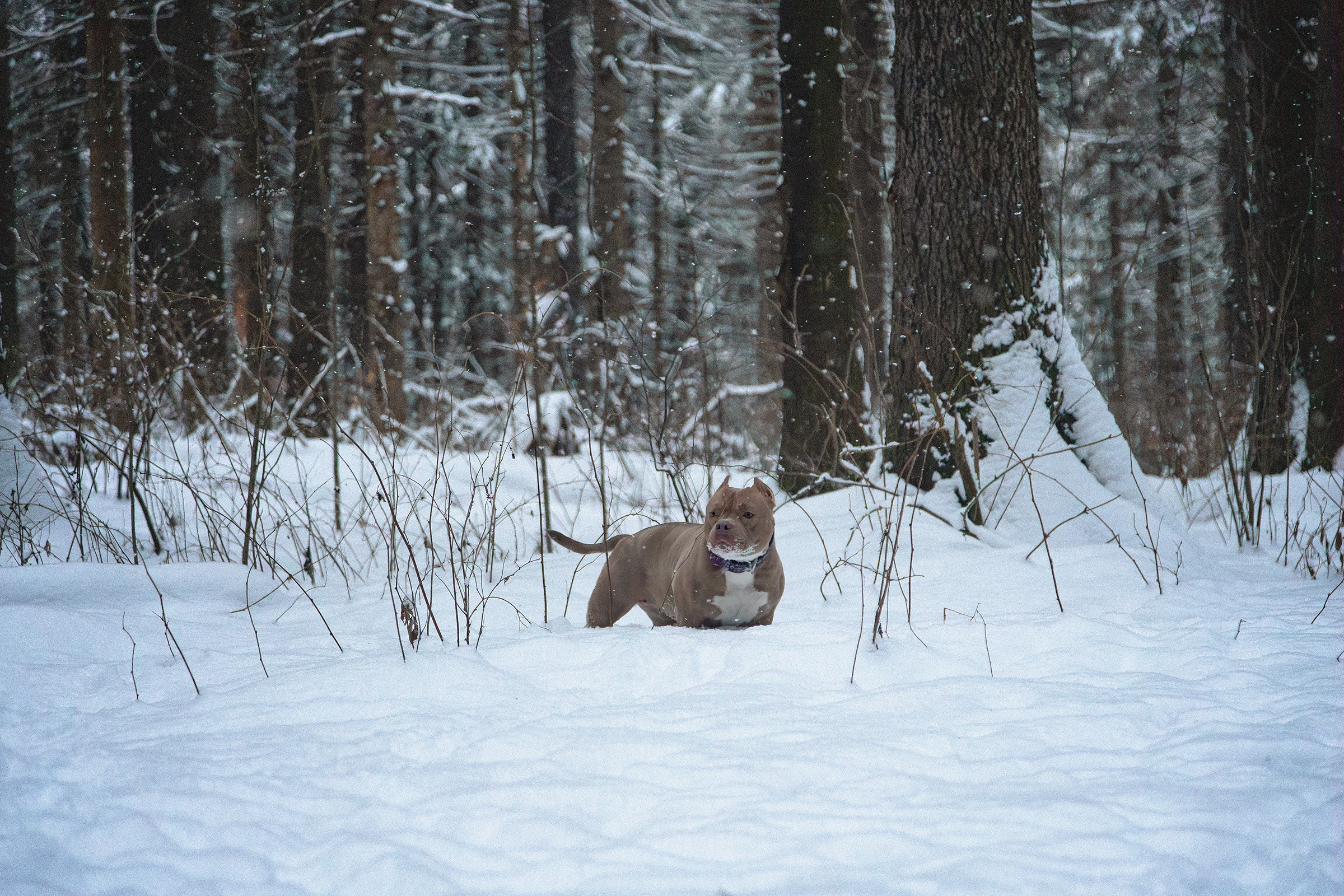 Американский булли Тесла. Htykk_photo