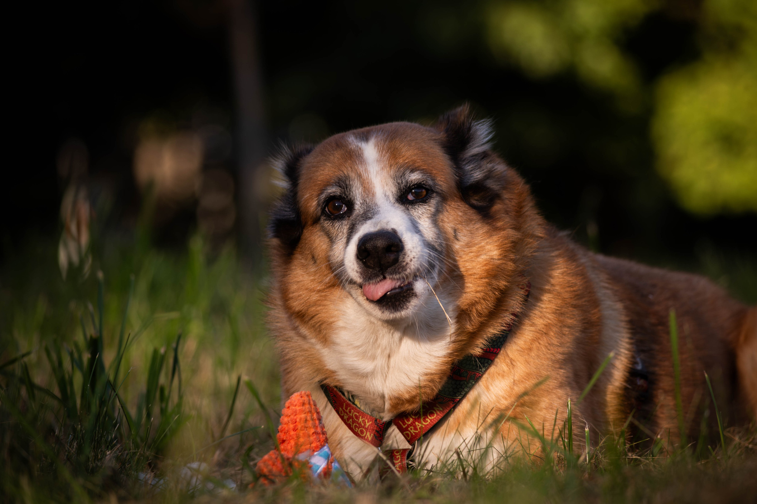 Ник и Полина. Фотограф Светлана Блинова, Москва и Московская область
