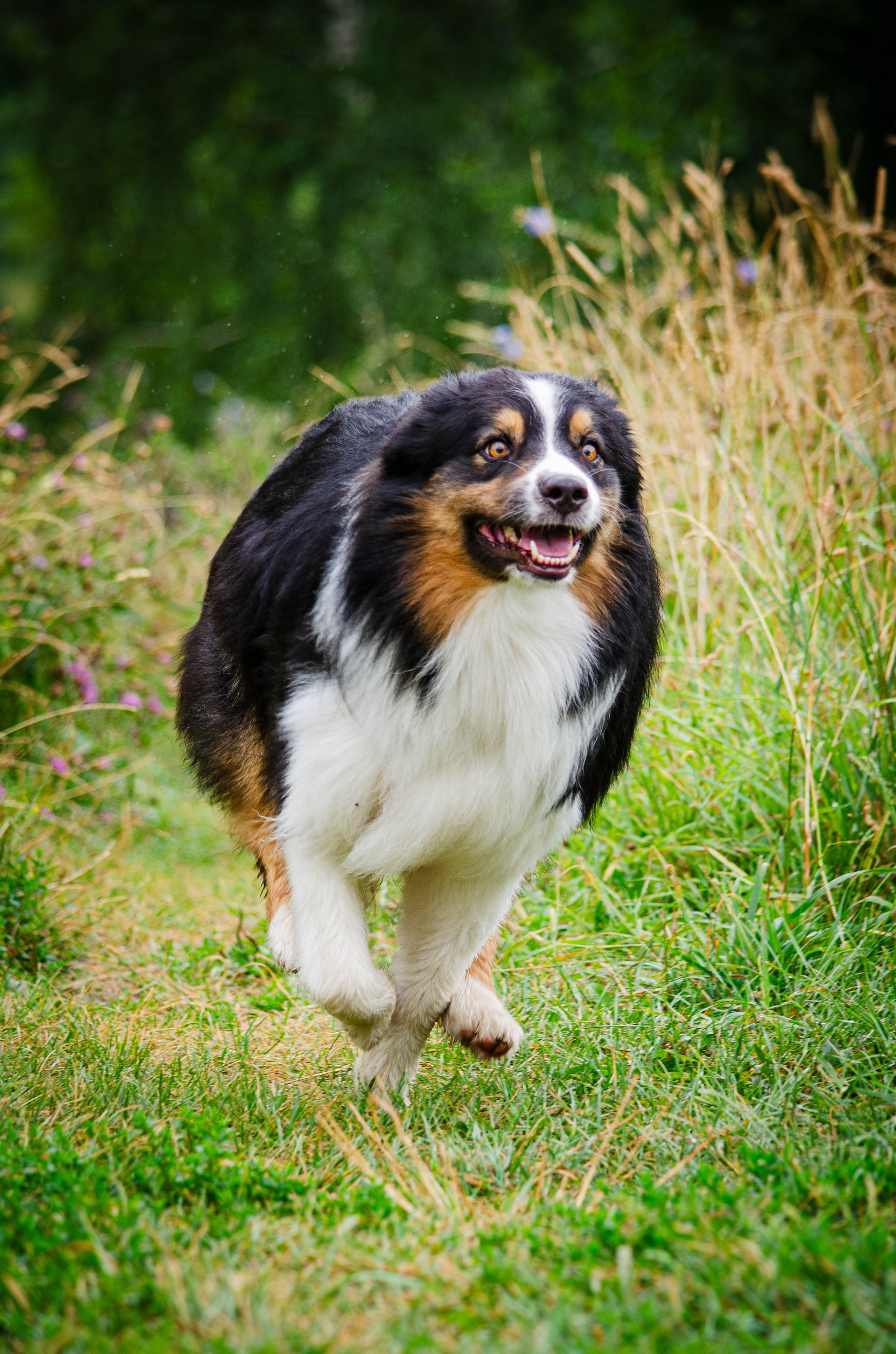 Арья и Оззи. Фотограф Светлана Блинова, Москва и Московская область