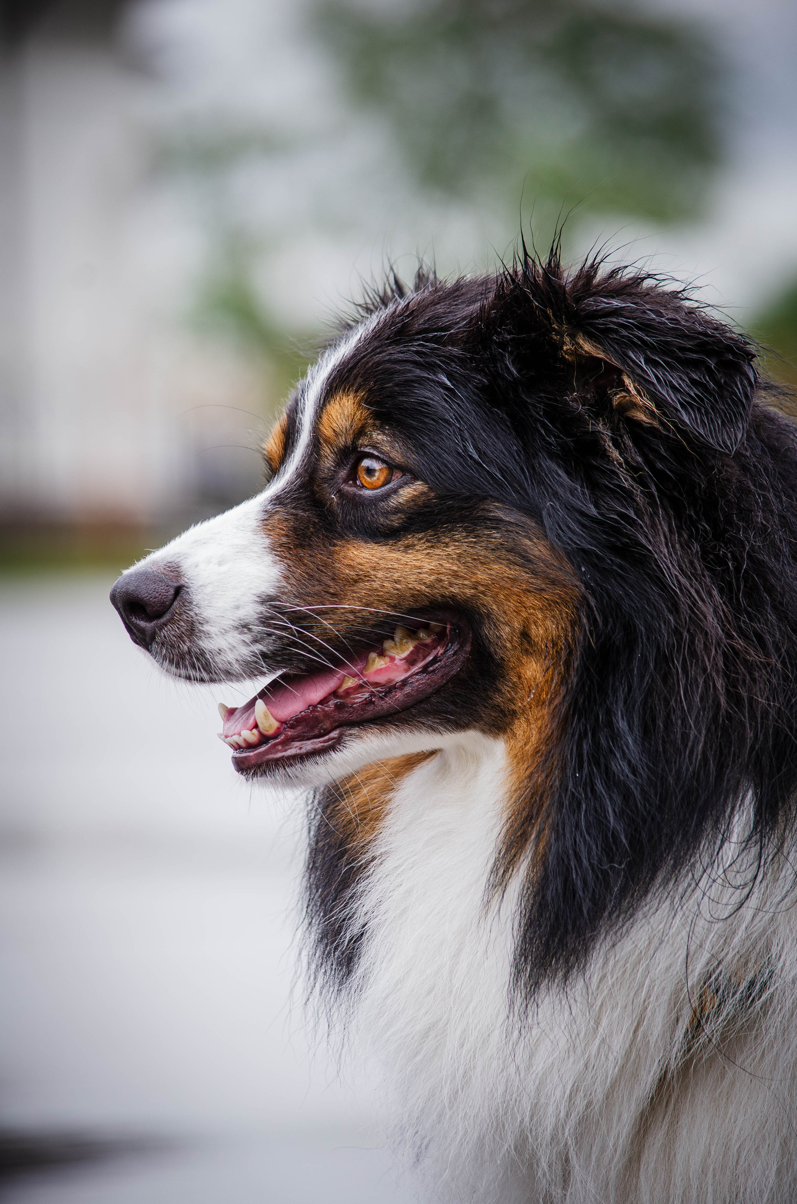 Арья и Оззи. Фотограф Светлана Блинова, Москва и Московская область