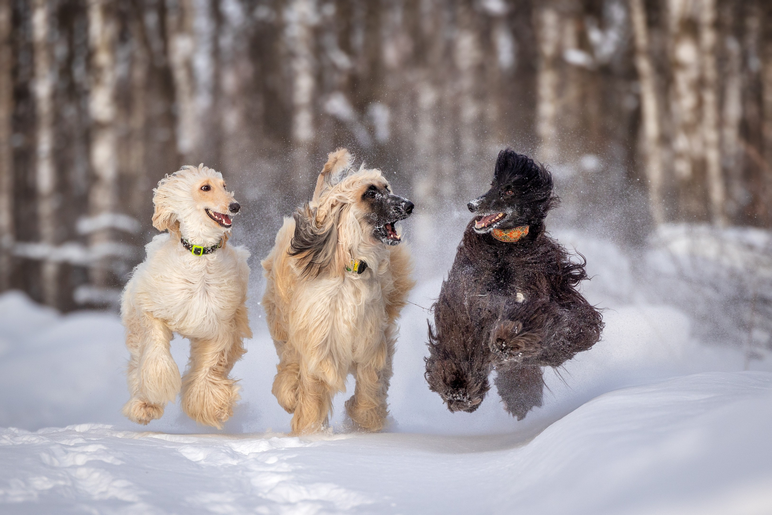 Игры афганов в снегу. Фотограф-анималист Natalia Deingel | Фотосъемка собак в Москве