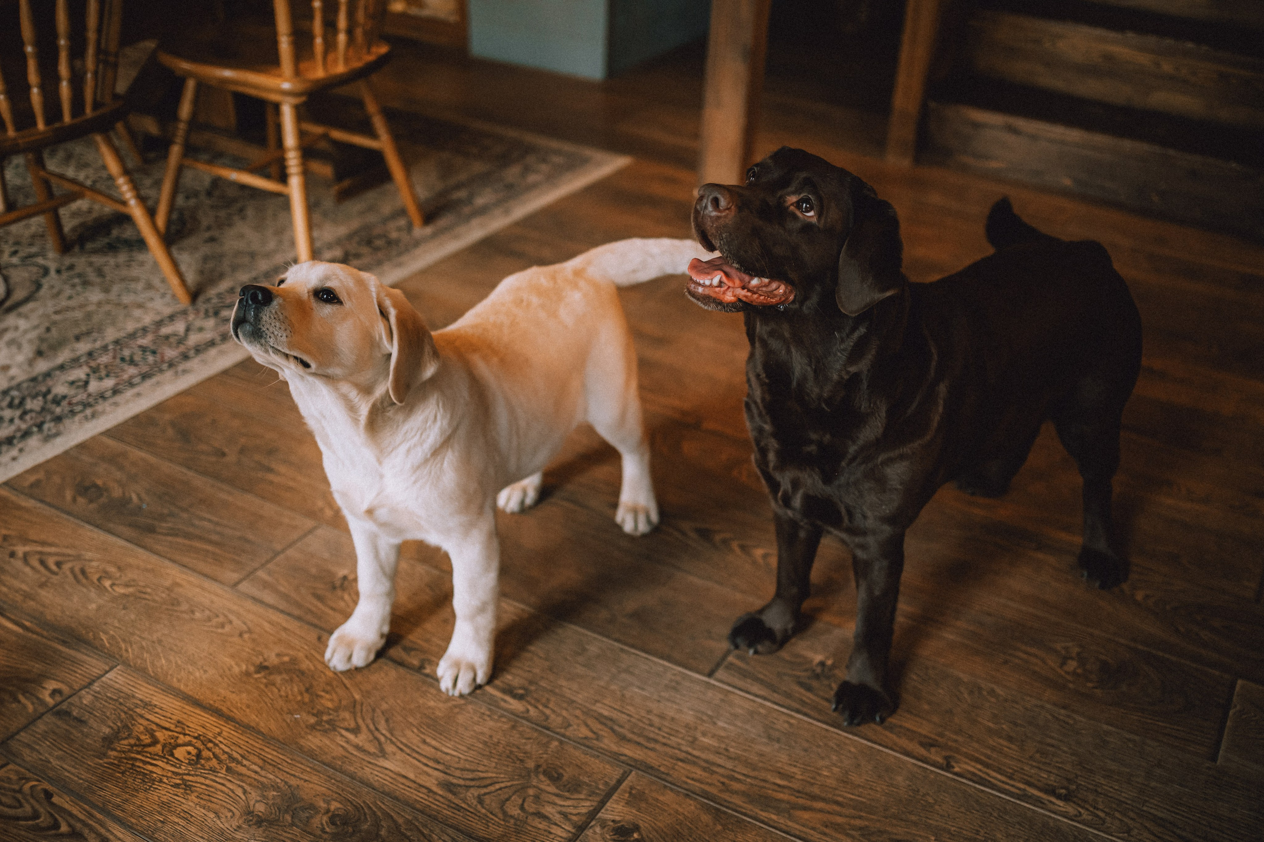 Ума, Берта и их семья