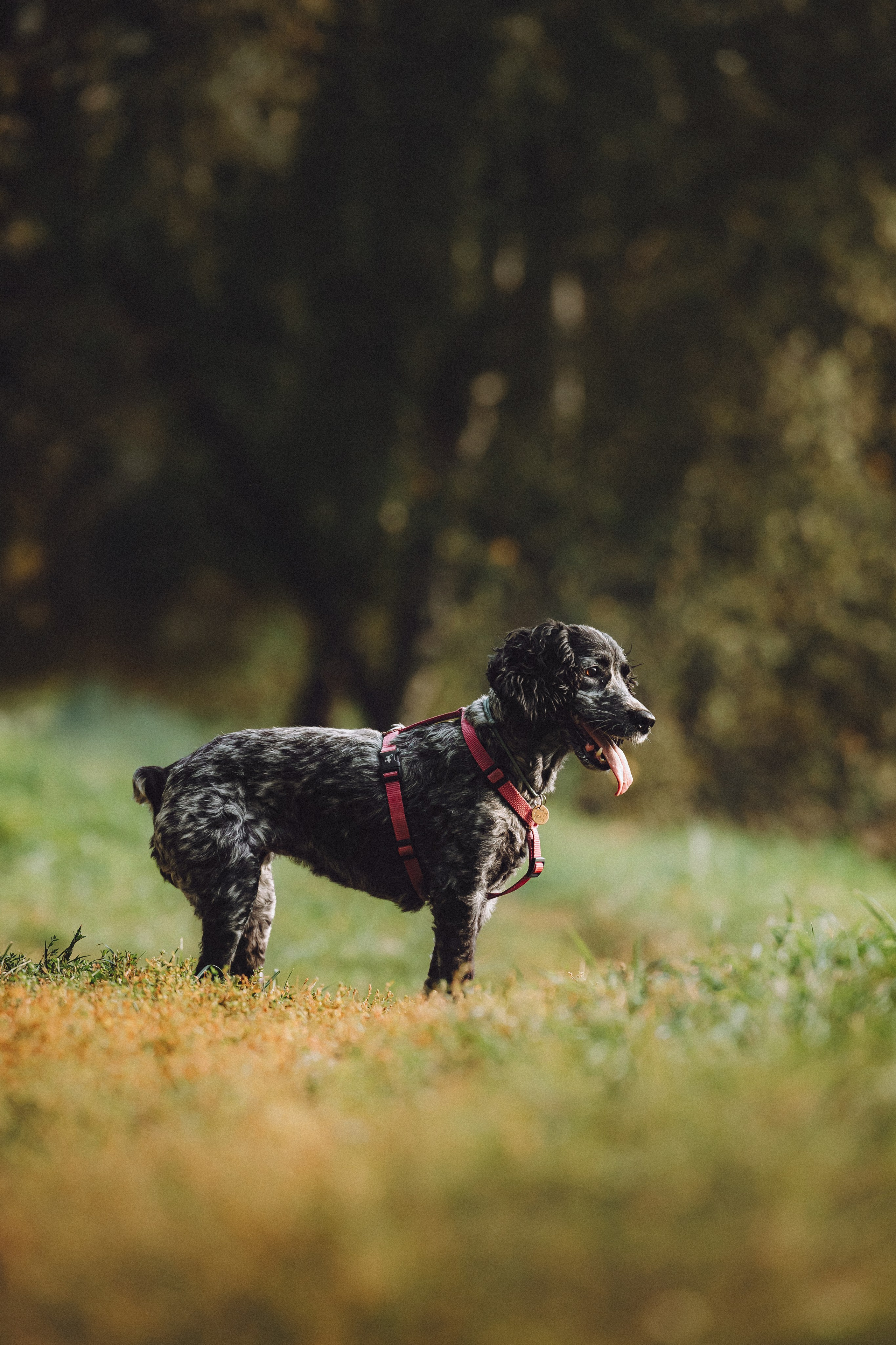 Маша и Ларри